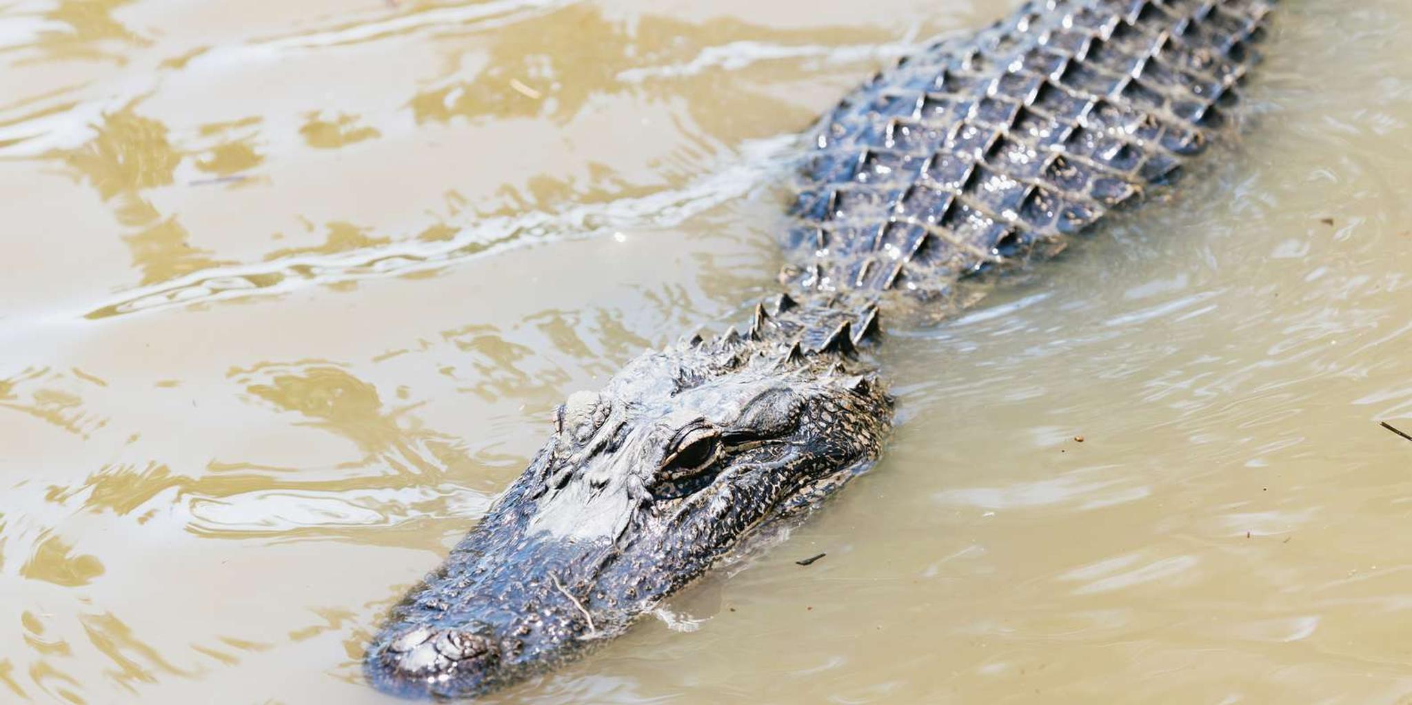 New Orleans Swamp and Bayou Boat Tour with Transportation - Image 4