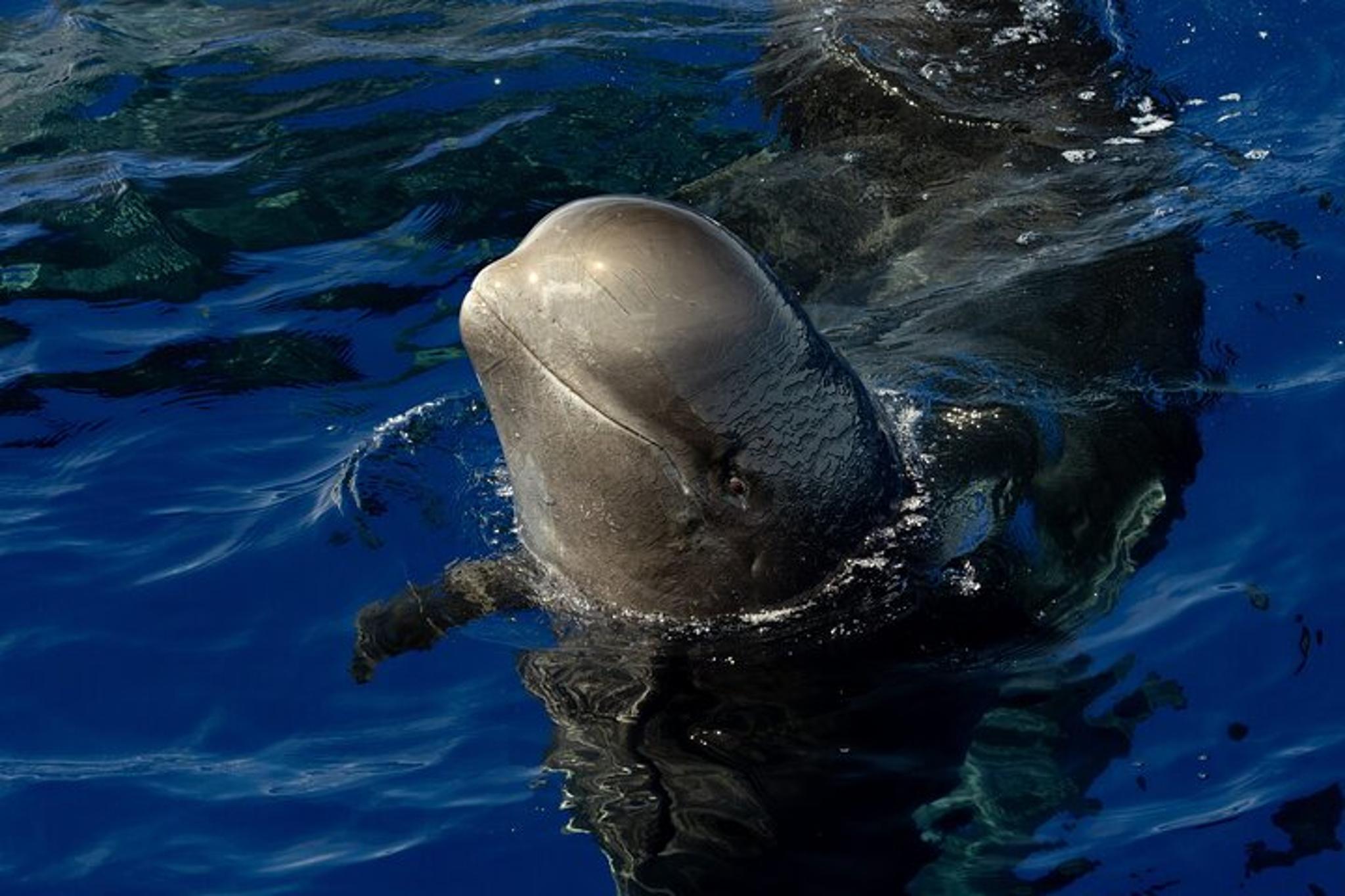 Kona Dolphin and Whale Watching Tour