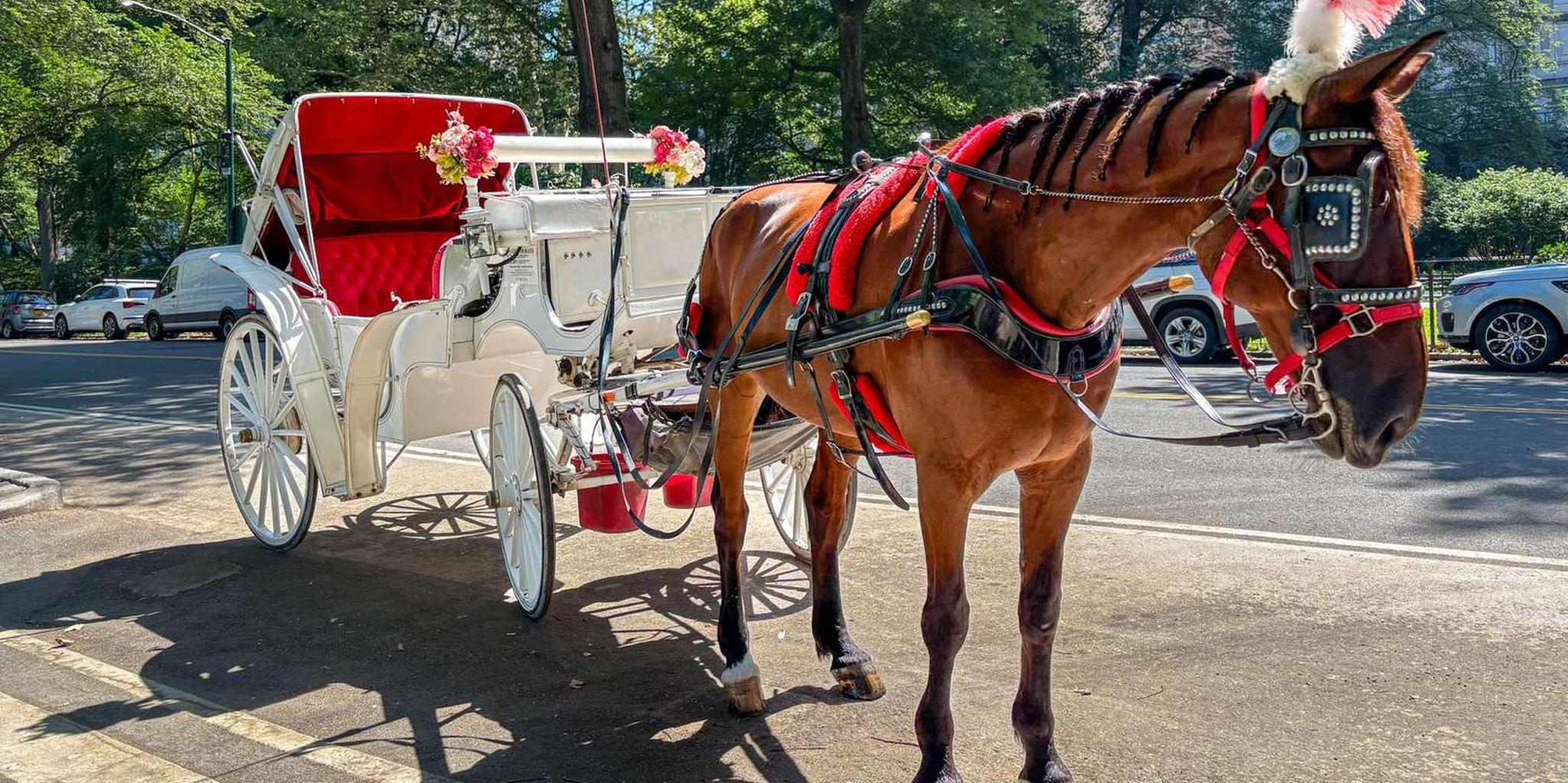New York Central Park Horse Carriage Ride