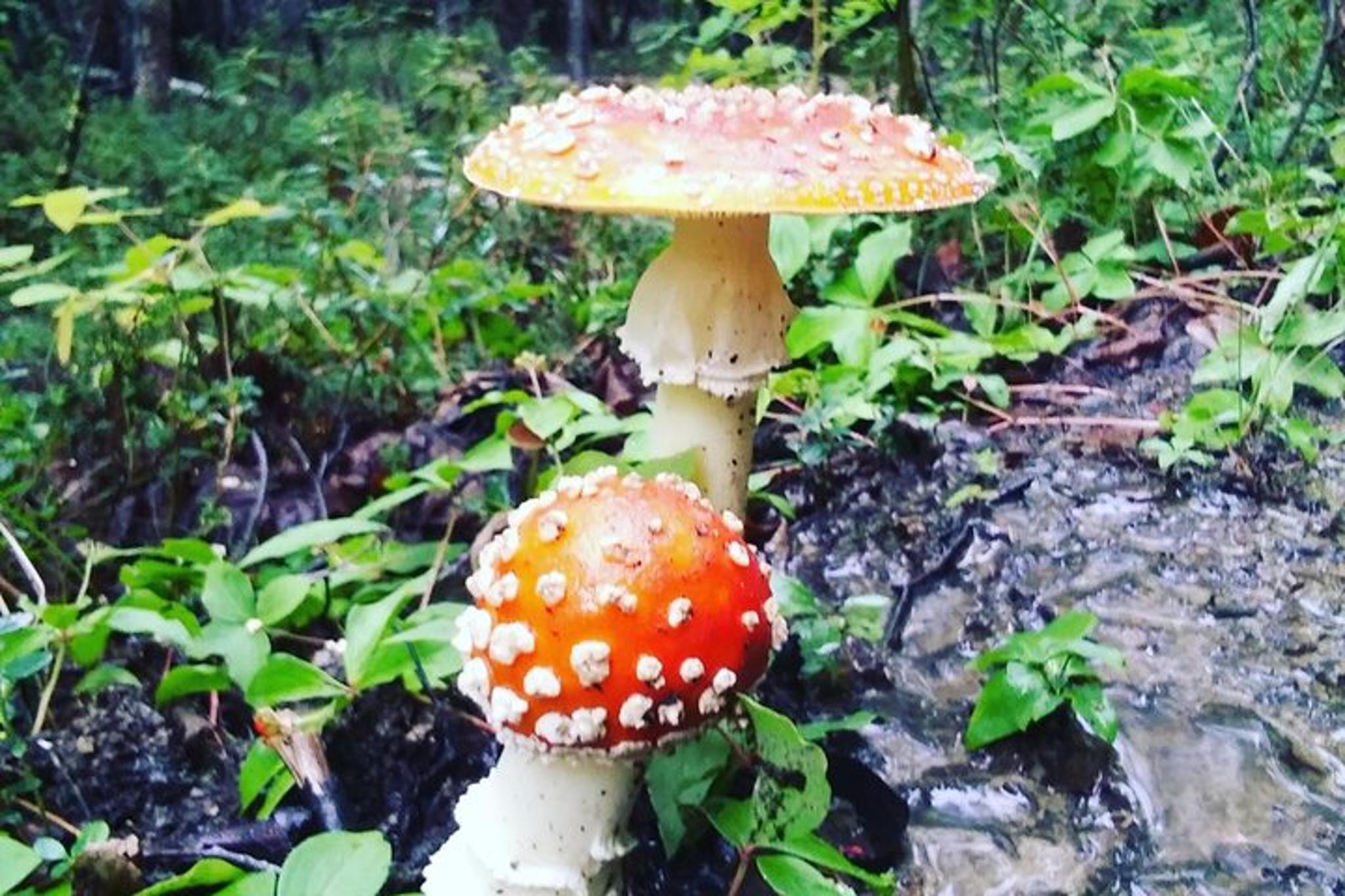 Denali Naturalist Walking Tour - Image 6