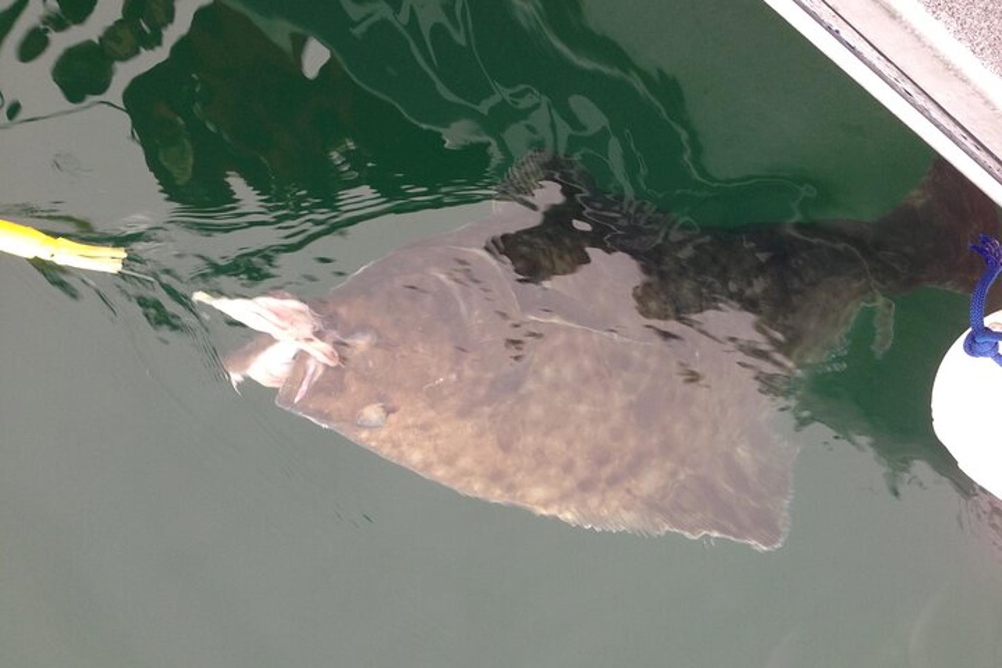 Hoonah Halibut Fishing Tour 3.5 hr - Image 3
