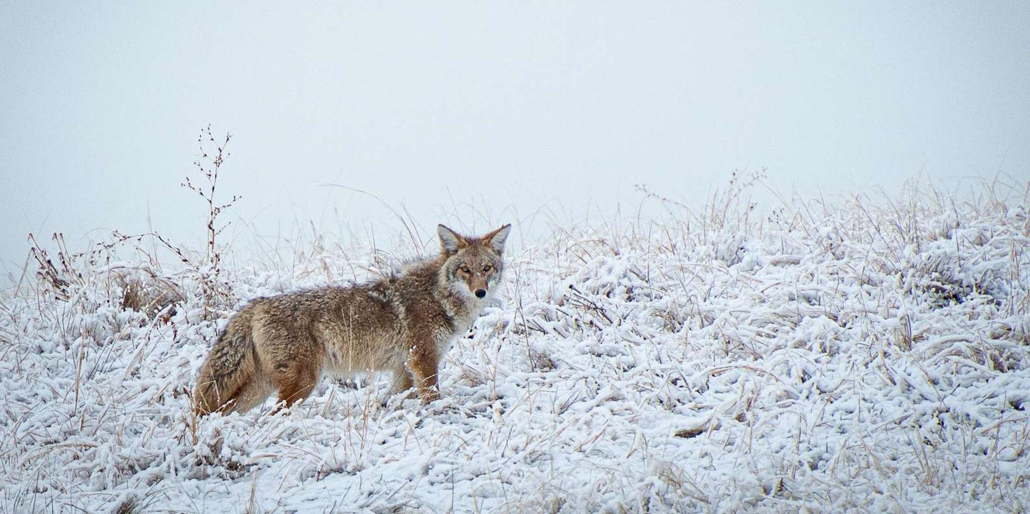 Denver Rocky Mountain Wildlife Tour - Image 6