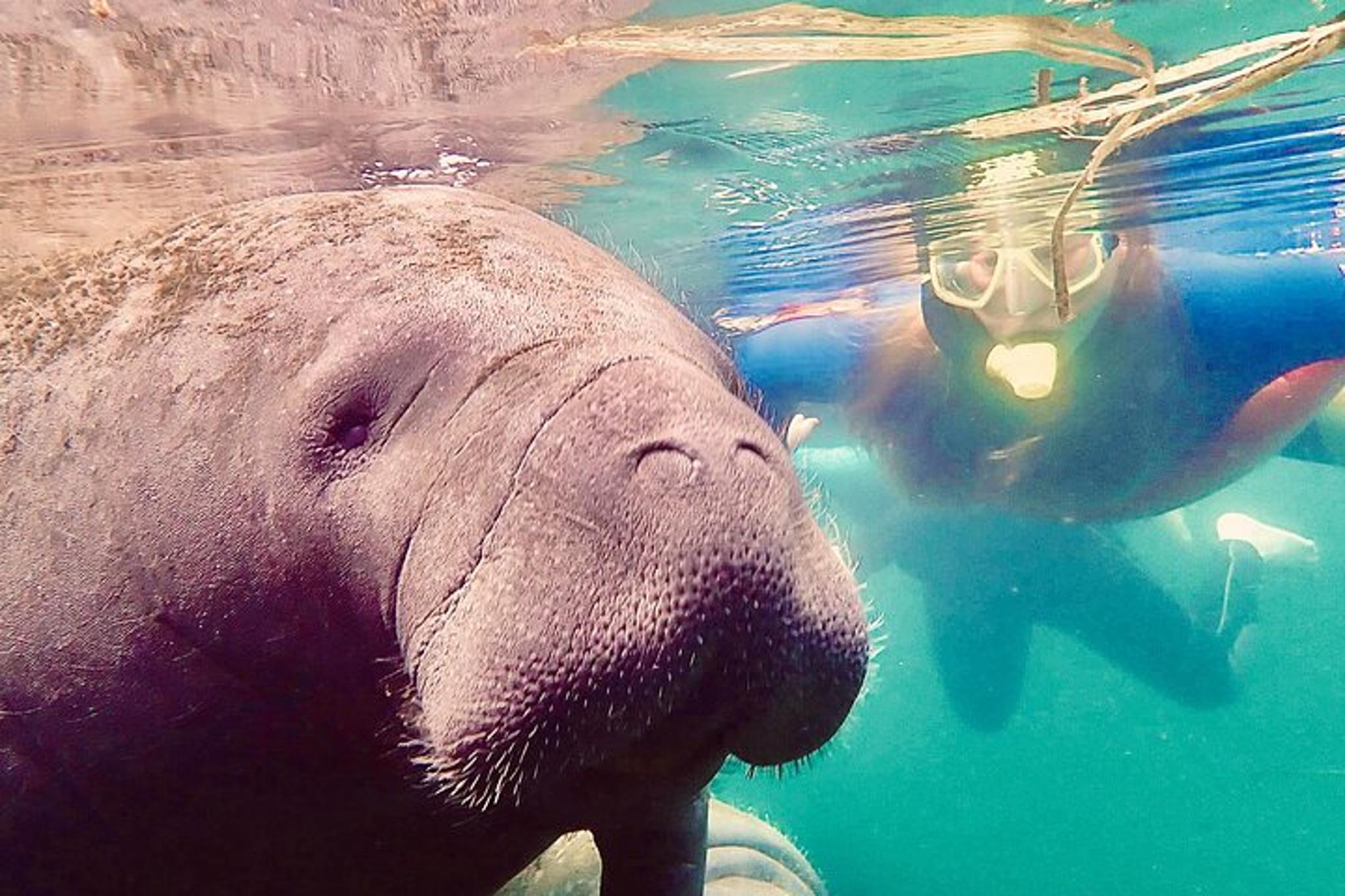 Crystal River Manatee Snorkel Tour