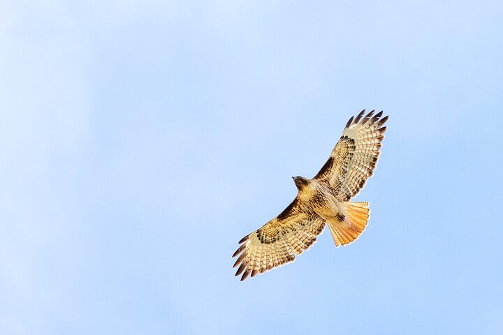 Yellowstone Terrace Mountain Loop Naturalist Hike - Image 6