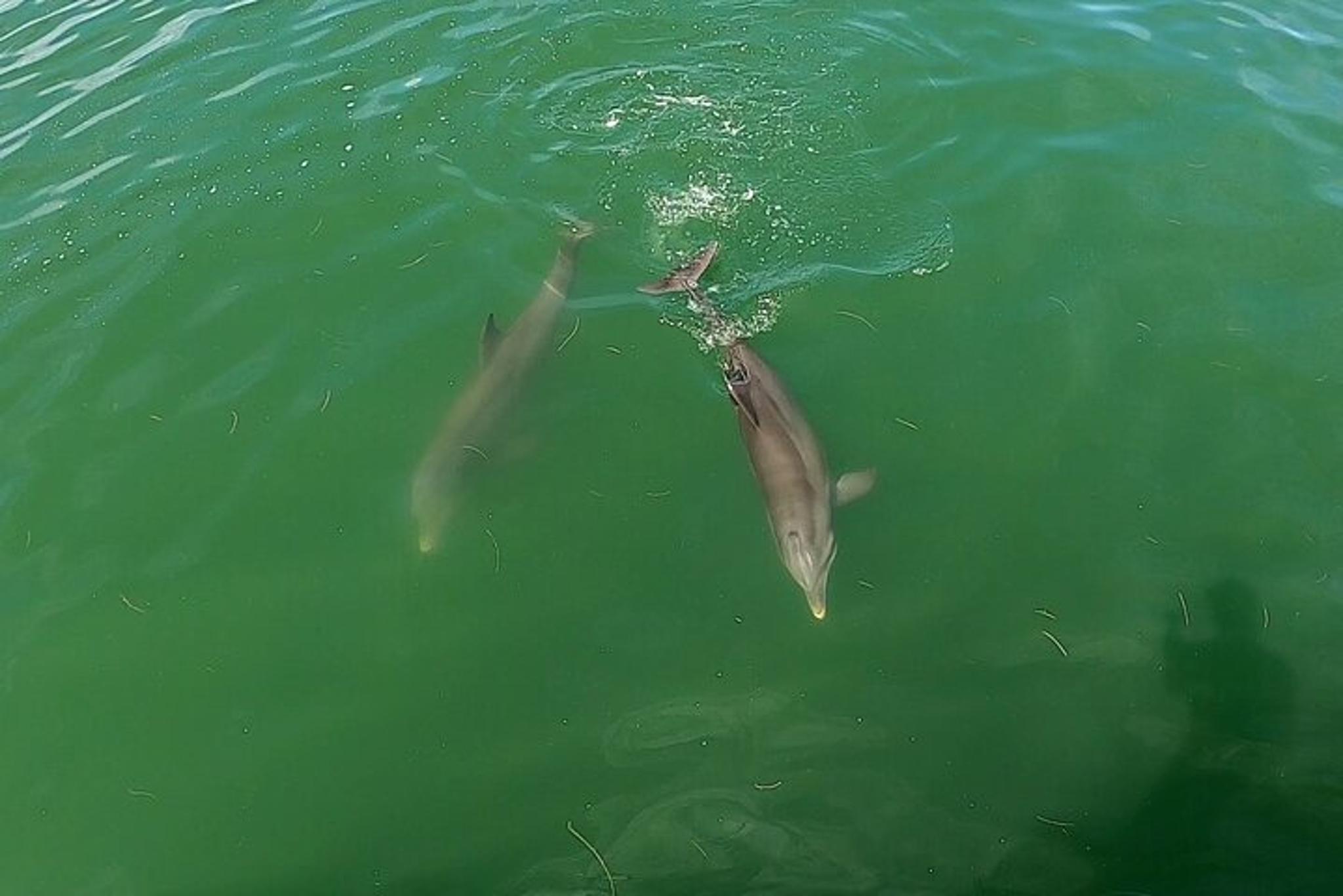 St. Pete Beach Dolphin Tour - Image 3
