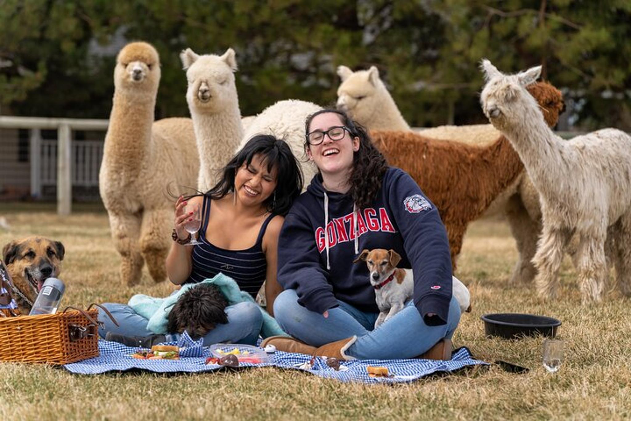 Bend Alpaca Picnic Experience