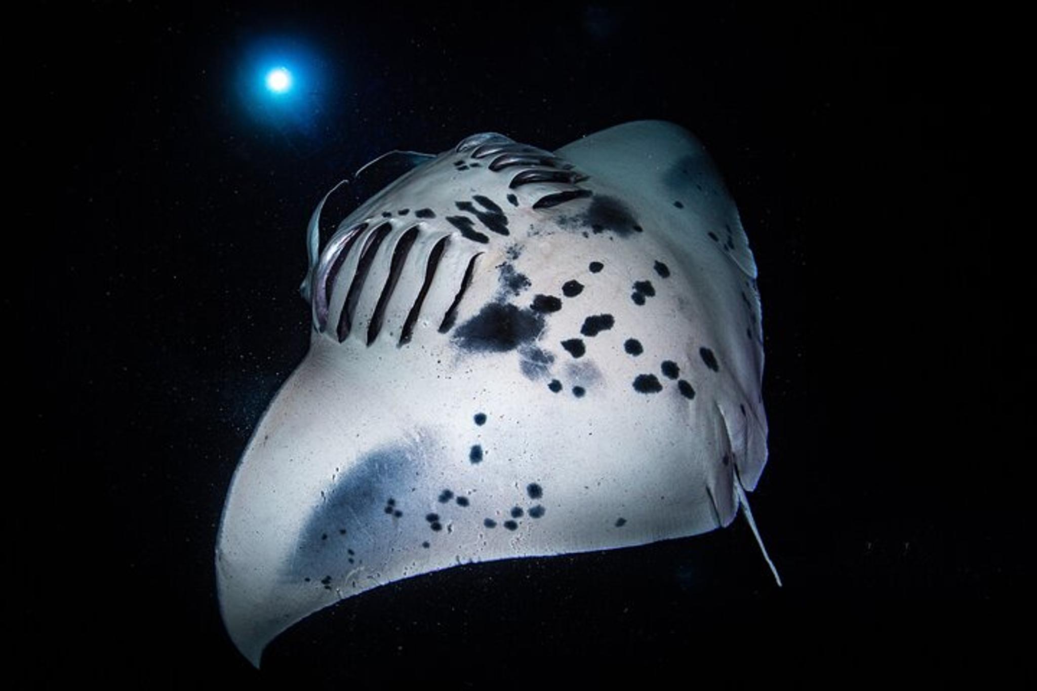 Kailua-Kona Manta Ray Night Snorkel Small Group - Image 6
