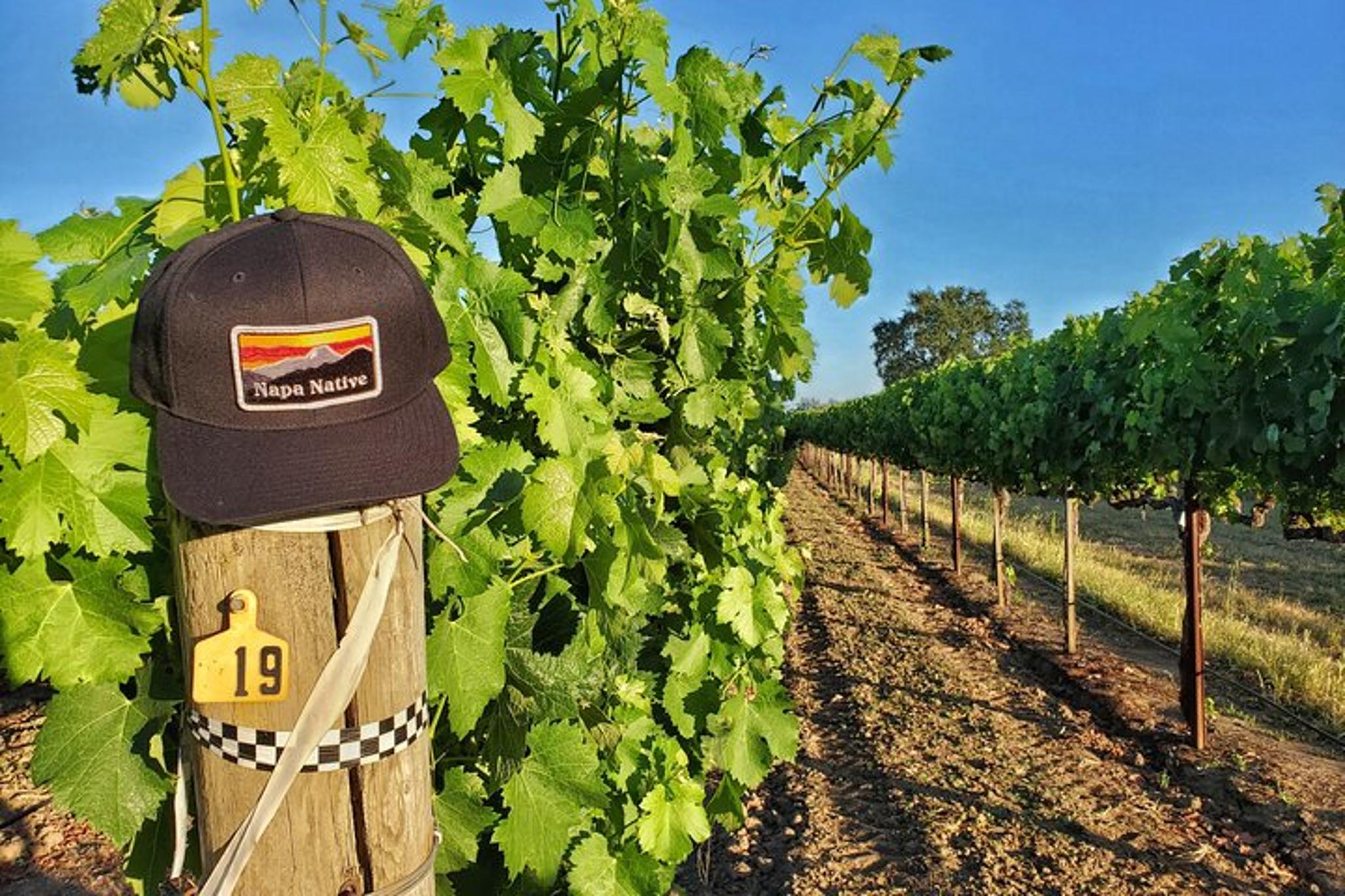 Napa Wine Tour with Winemaker Lunch - Image 4