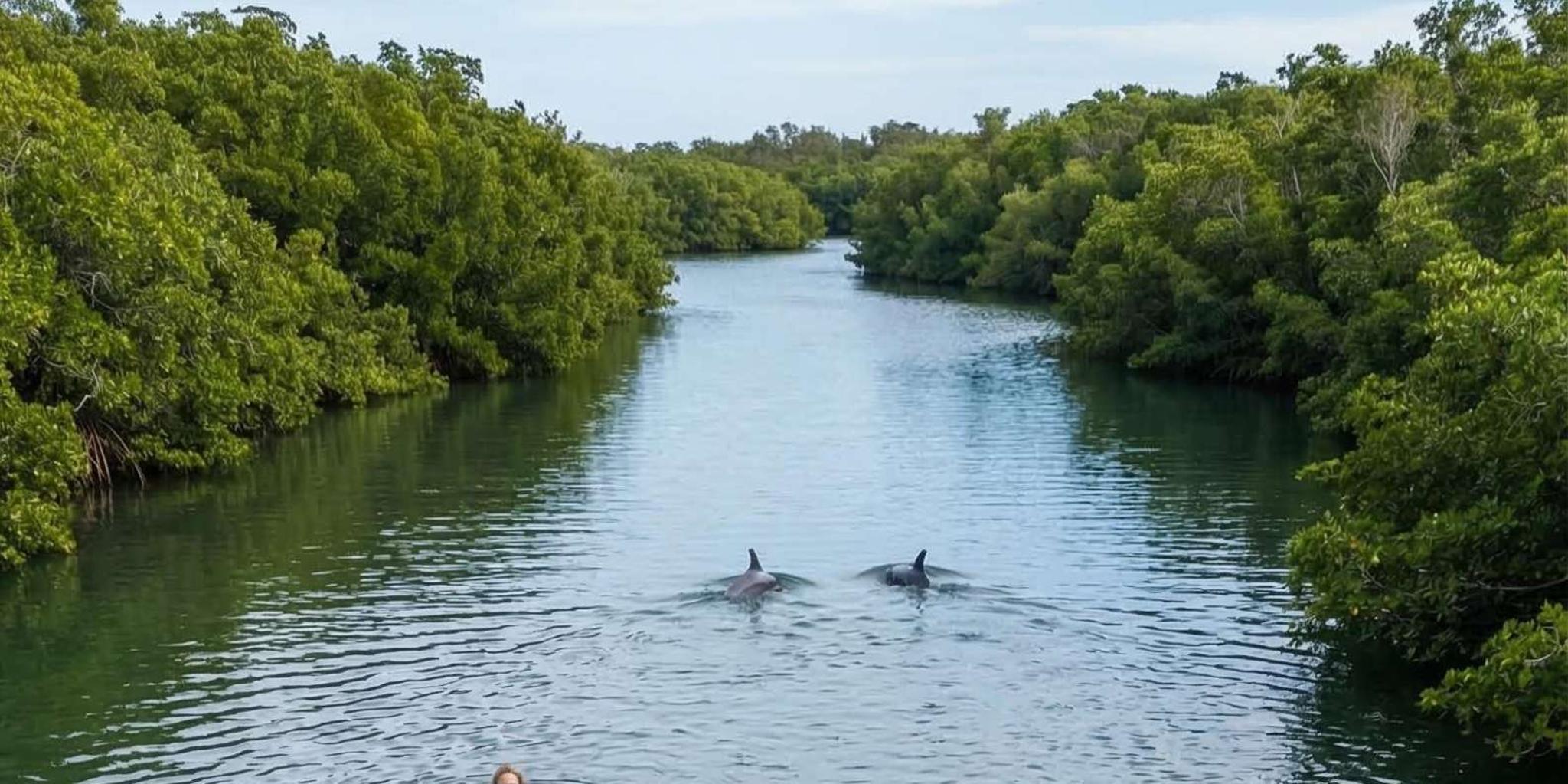 Ocala Clear Kayak or Paddleboard Manatee Adventure - Image 3