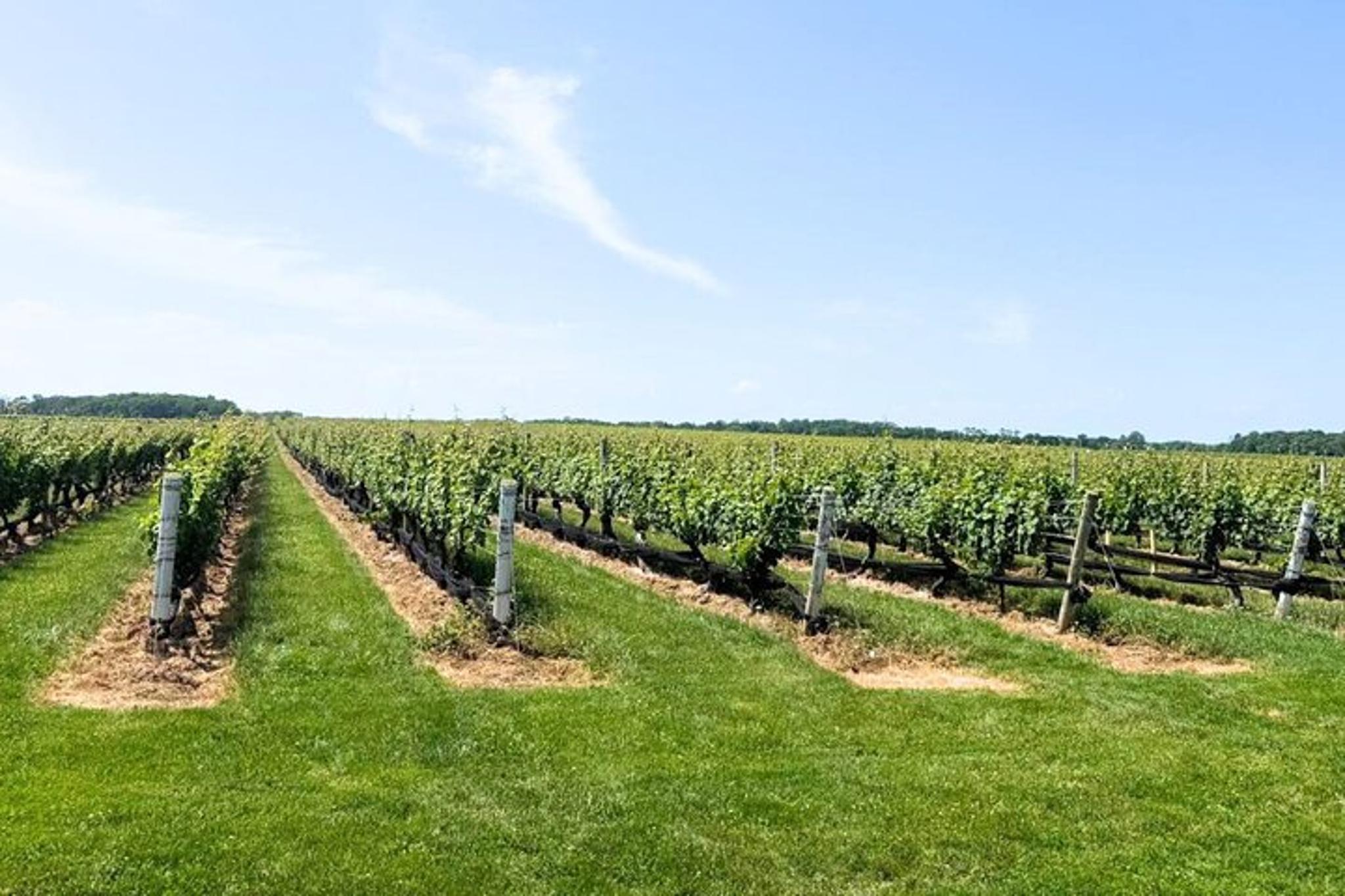 Long Island Wine Tour Pindar Winery - Image 4
