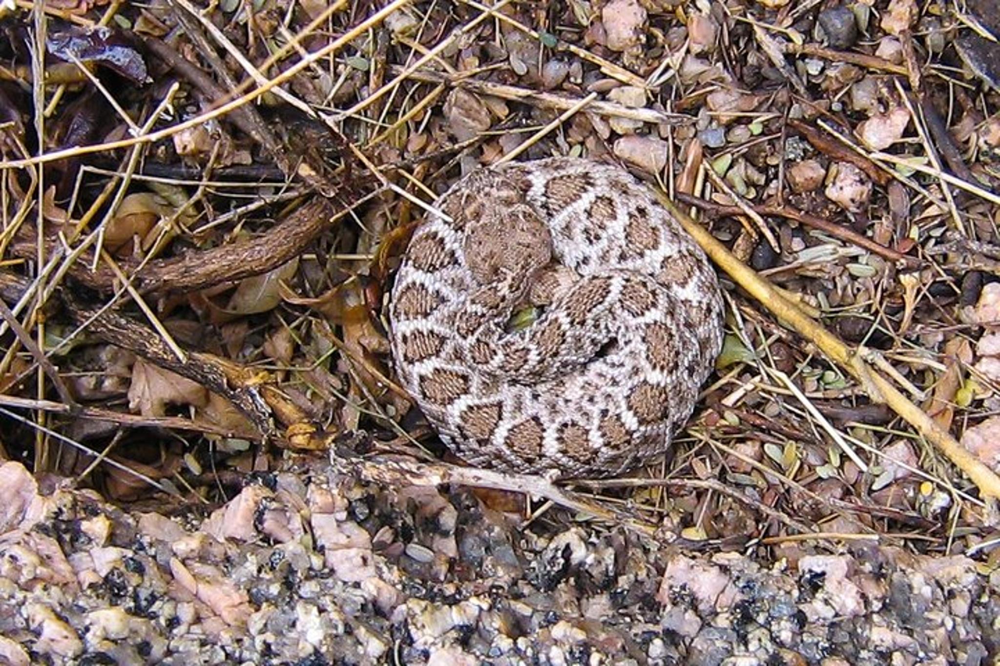 Sonoran Desert Reptile Hunting Tour 4 hr - Image 2