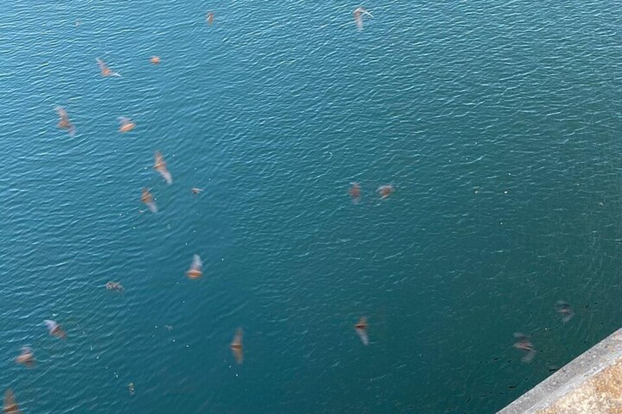 Austin Ghost and Bat Segway Tour - Image 5