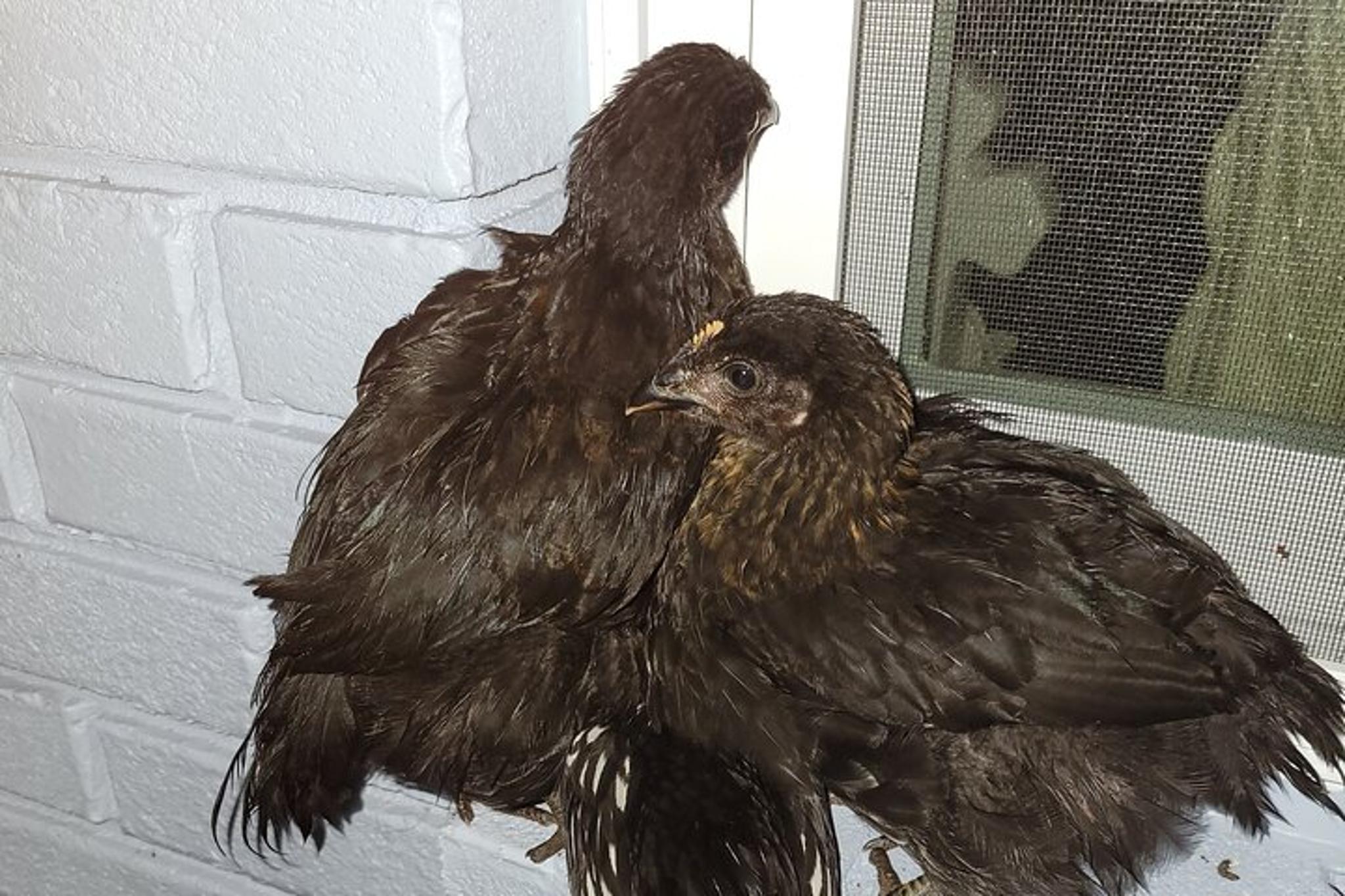 Navarre Rabbit and Chicken Petting Experience 1 hr - Image 2
