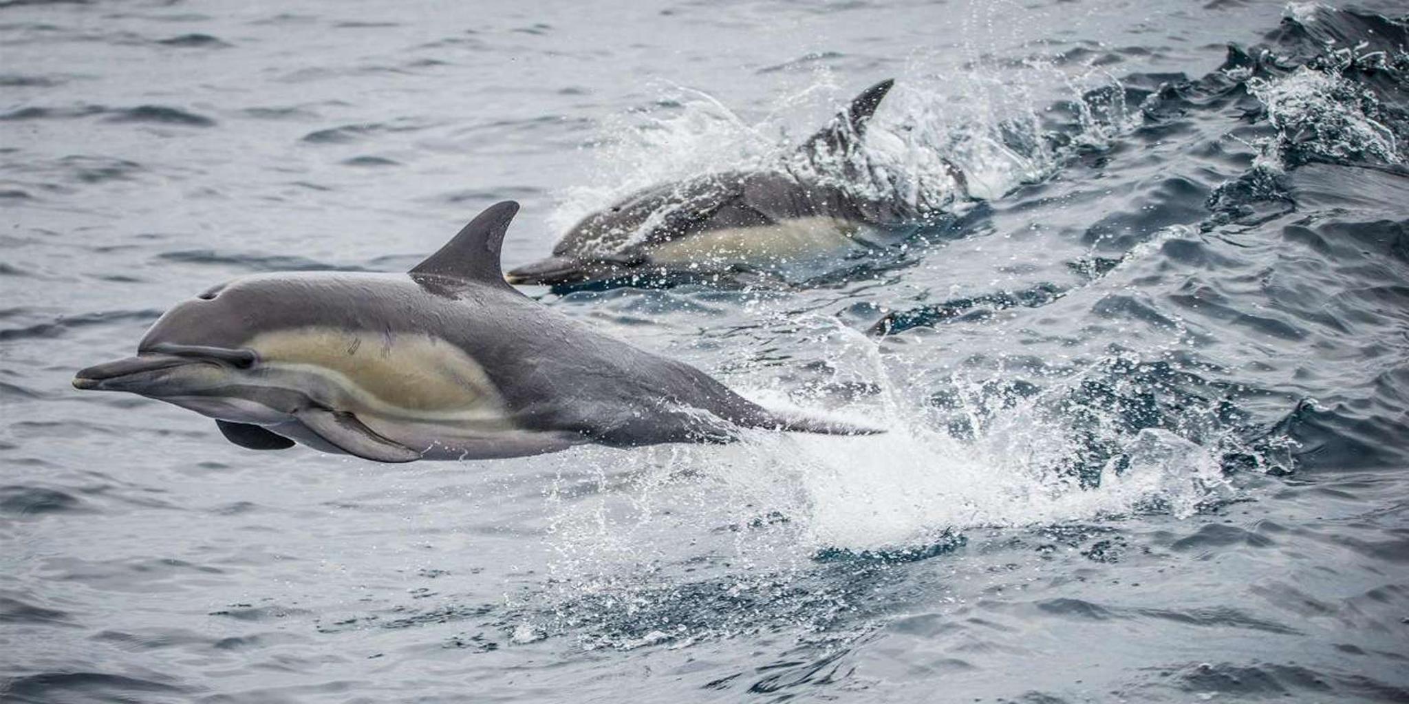Long Beach Whale Watching Cruise - Image 2