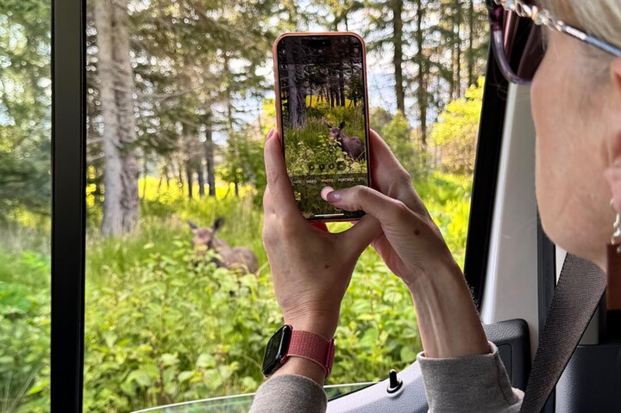 Homer Wilderness, Wildlife and Beach Tour - Image 3