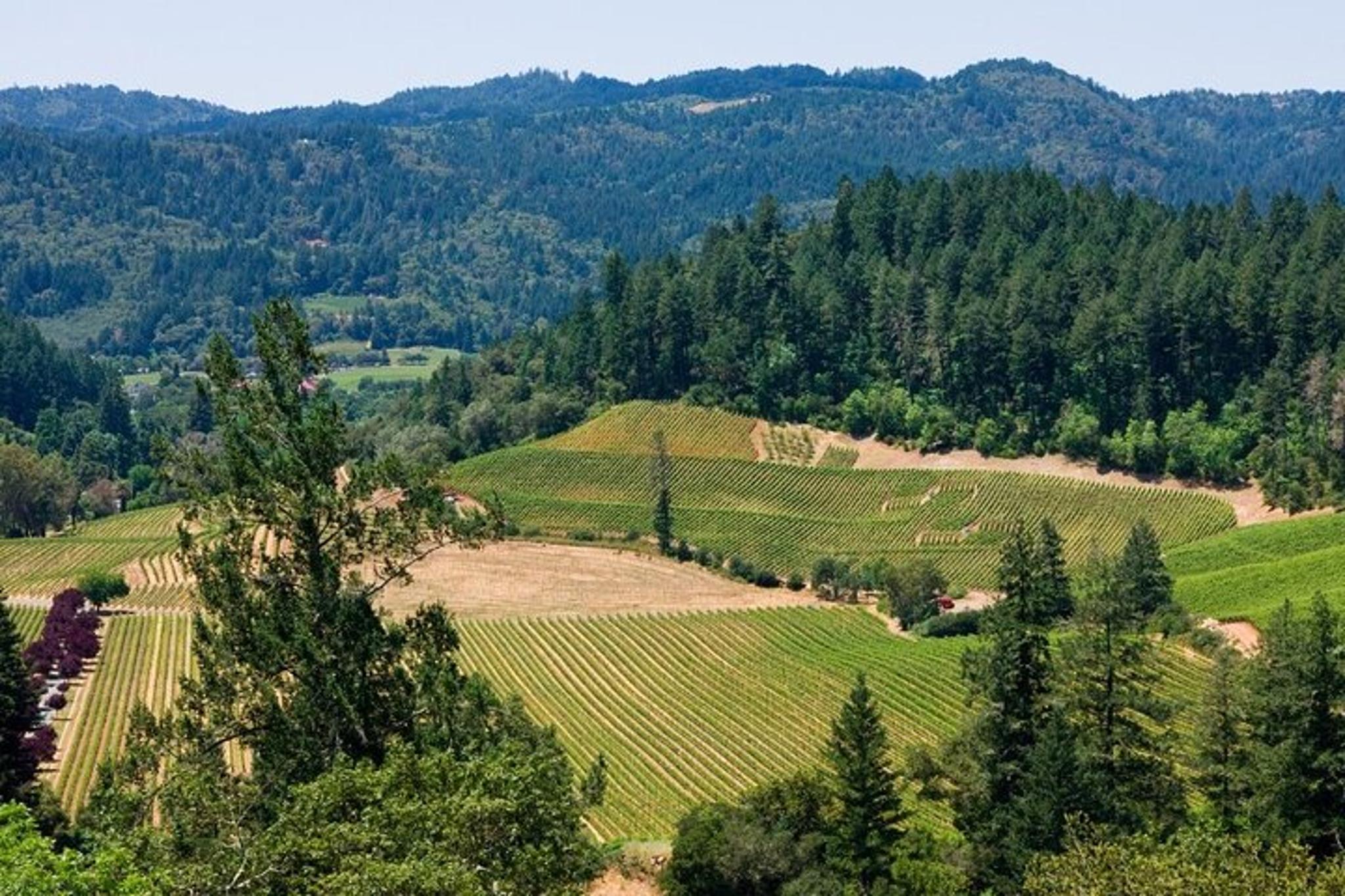 Napa Valley Wine Tour - Image 6
