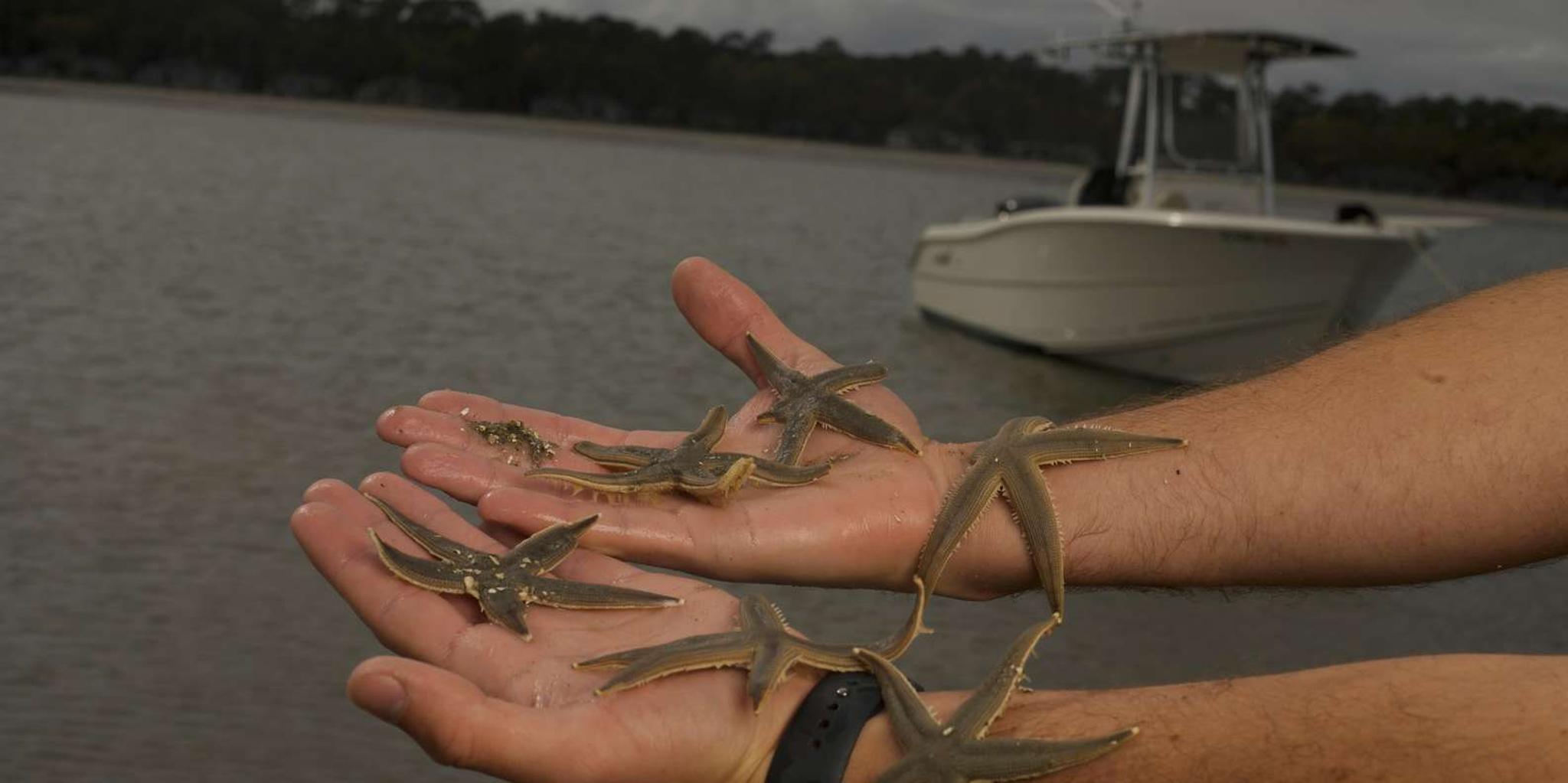 Hilton Head Mini Boat Tour to Disappearing Island - Image 4