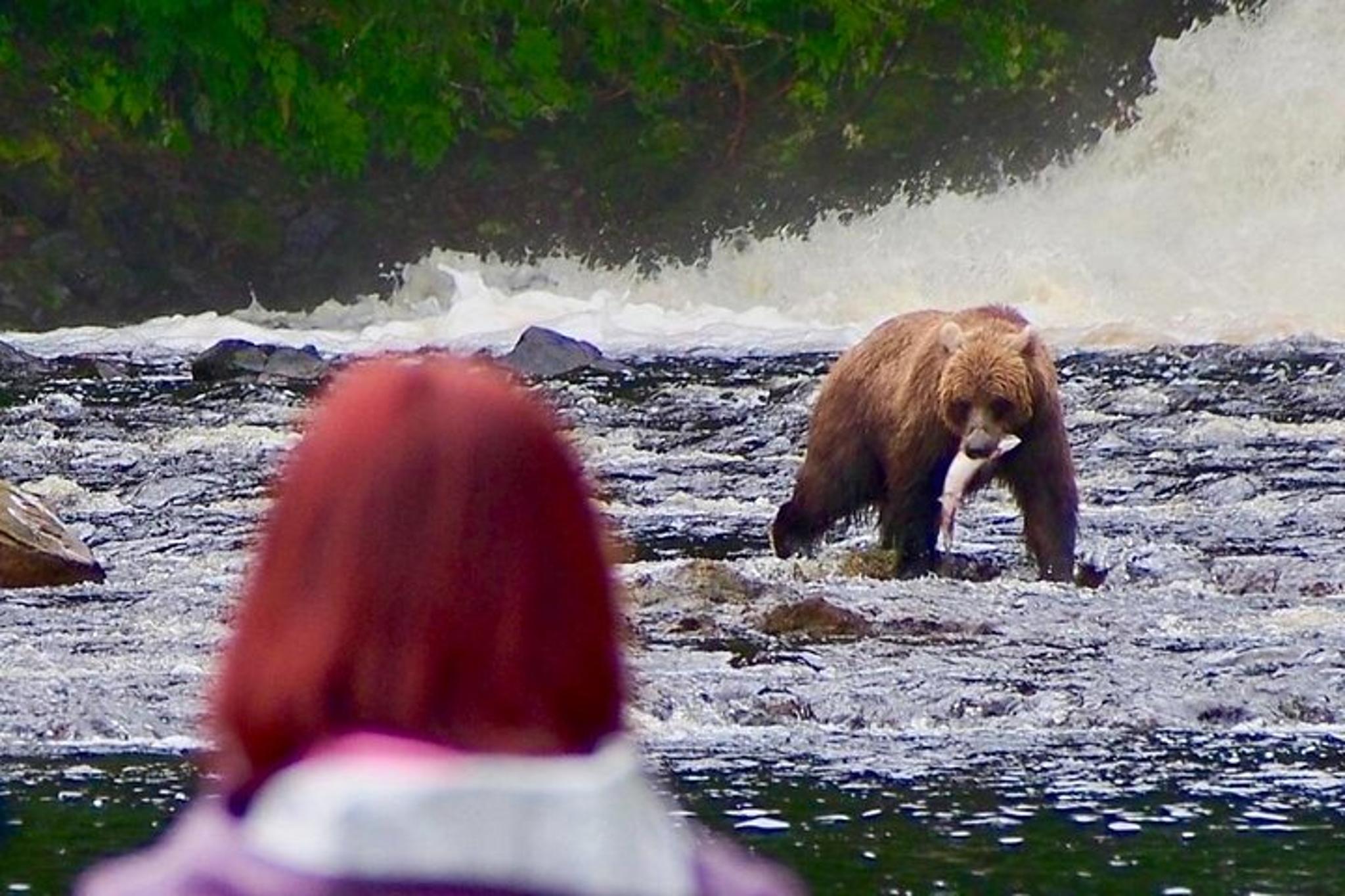 Juneau Bear Viewing Tour at Waterfall Creek - Image 5