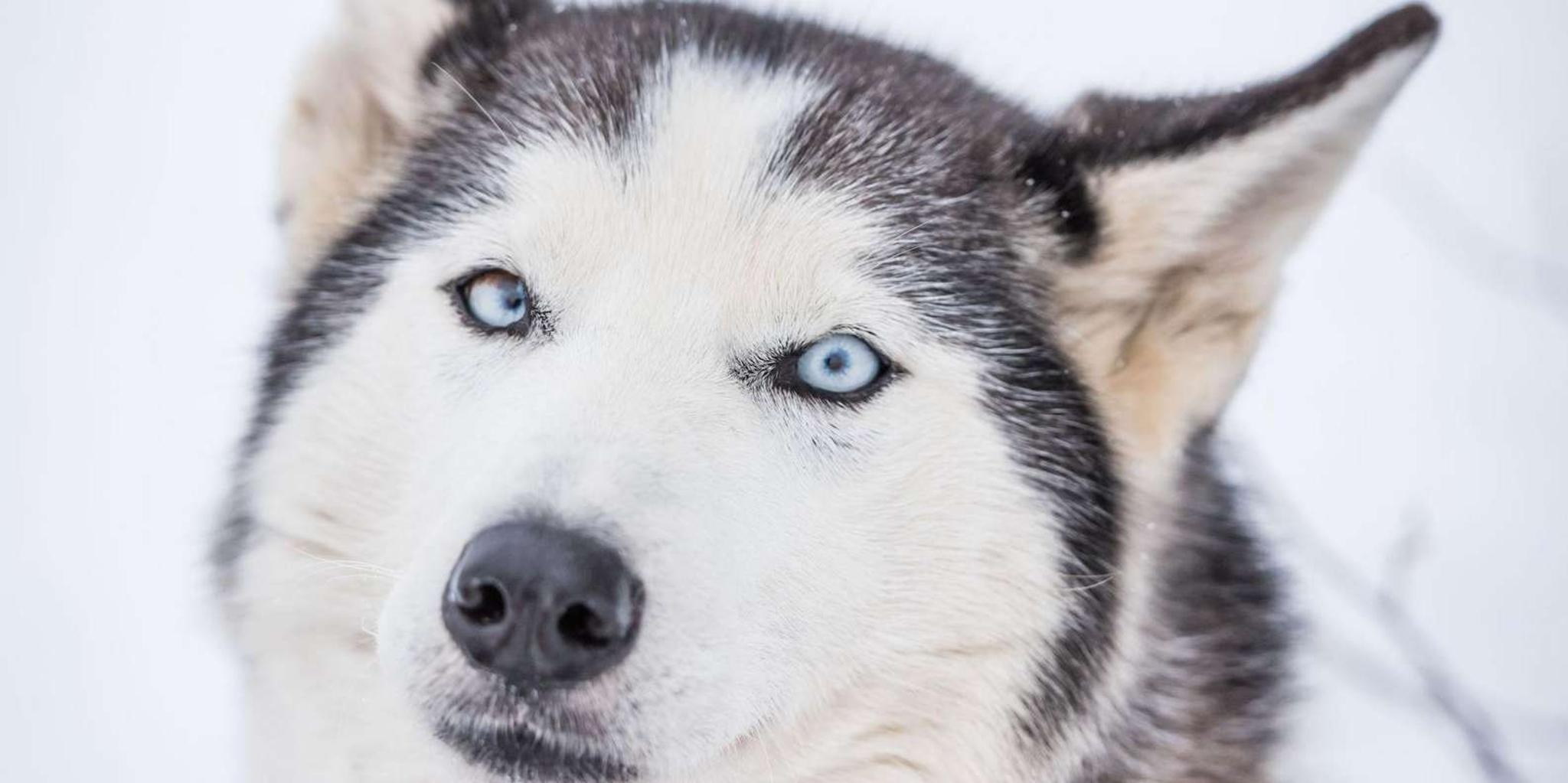 Fairbanks Dog Sledding Adventure - Image 6
