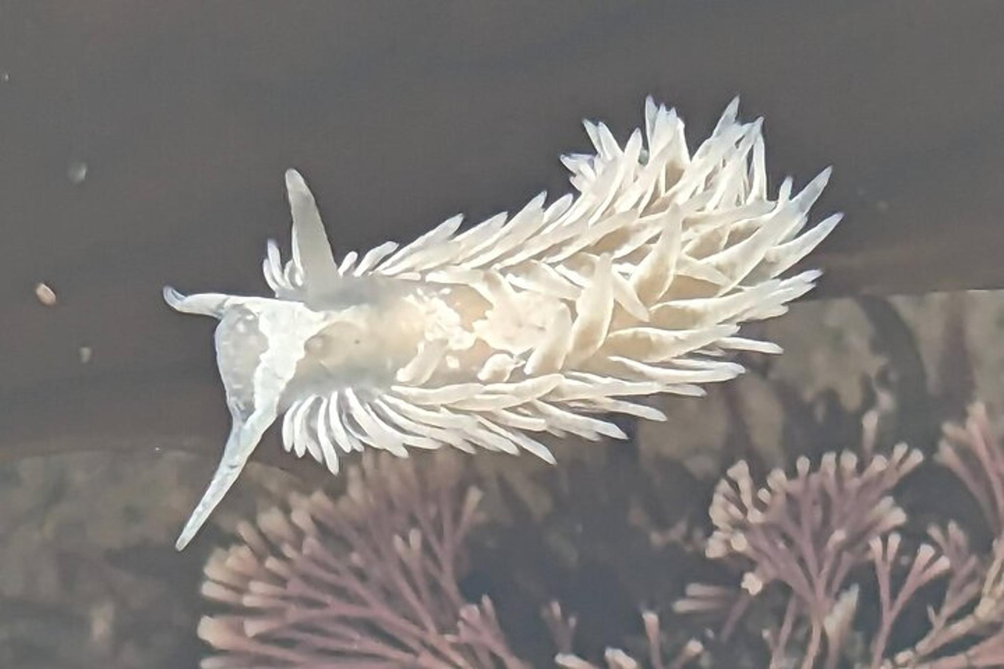 San Diego Tide Pool Tour with Marine Biologist - Image 4