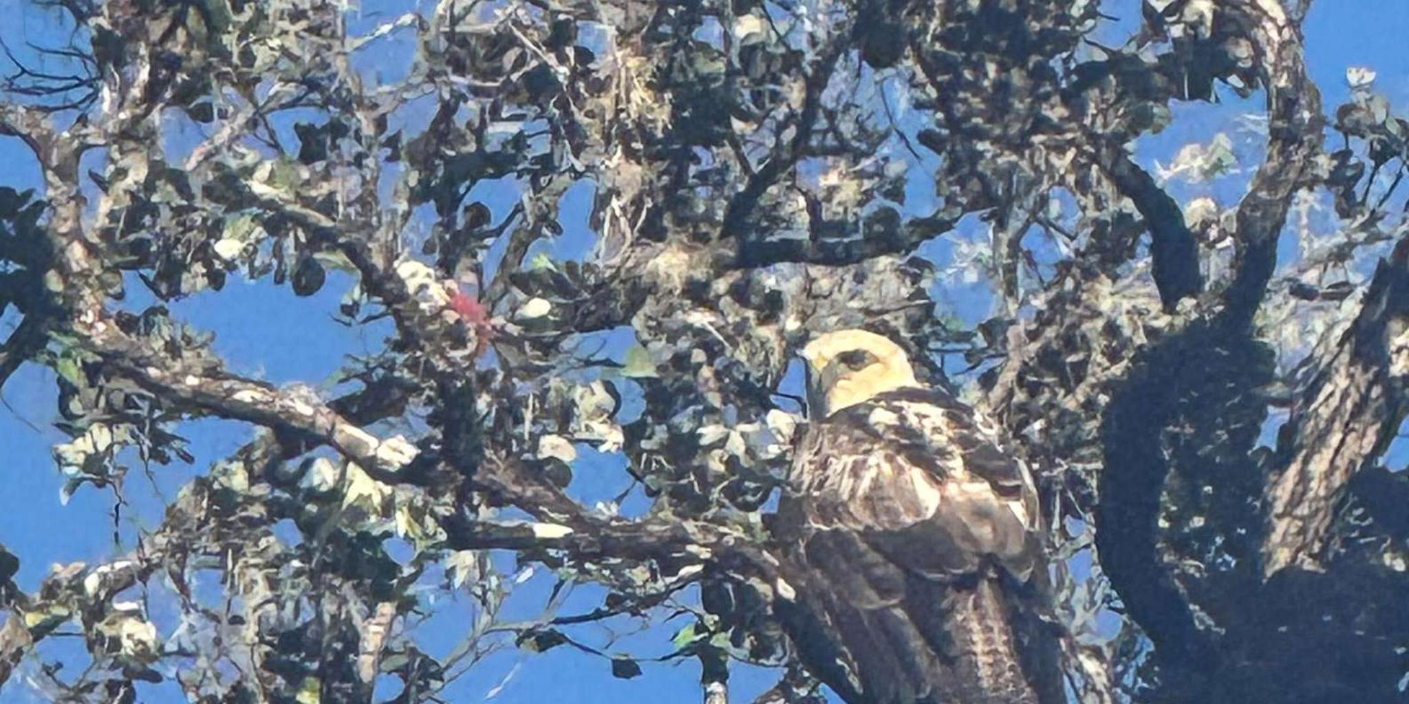 Kailua-Kona Birding Tour in Cloud Forest 2 hr - Image 2