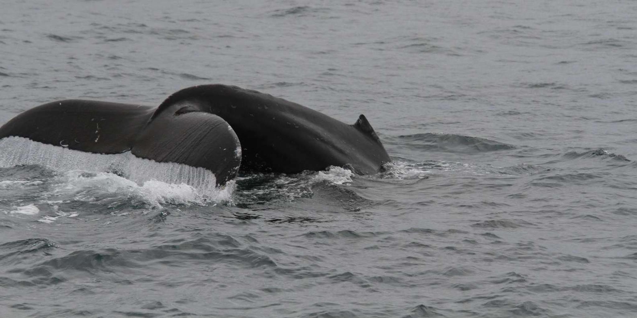 San Diego Whale Watching and Dolphin Tour - Image 3