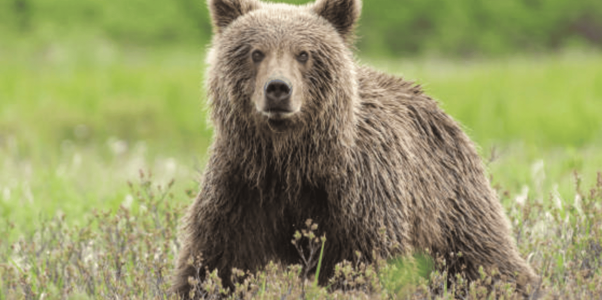 Hoonah Bear Island Shore Excursion - Image 5
