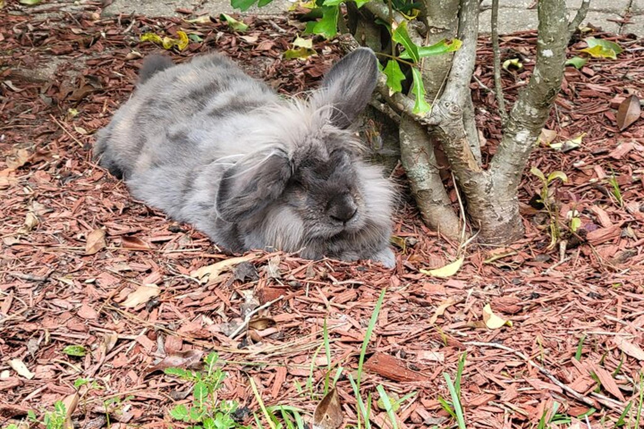 Navarre Rabbit and Chicken Petting Experience