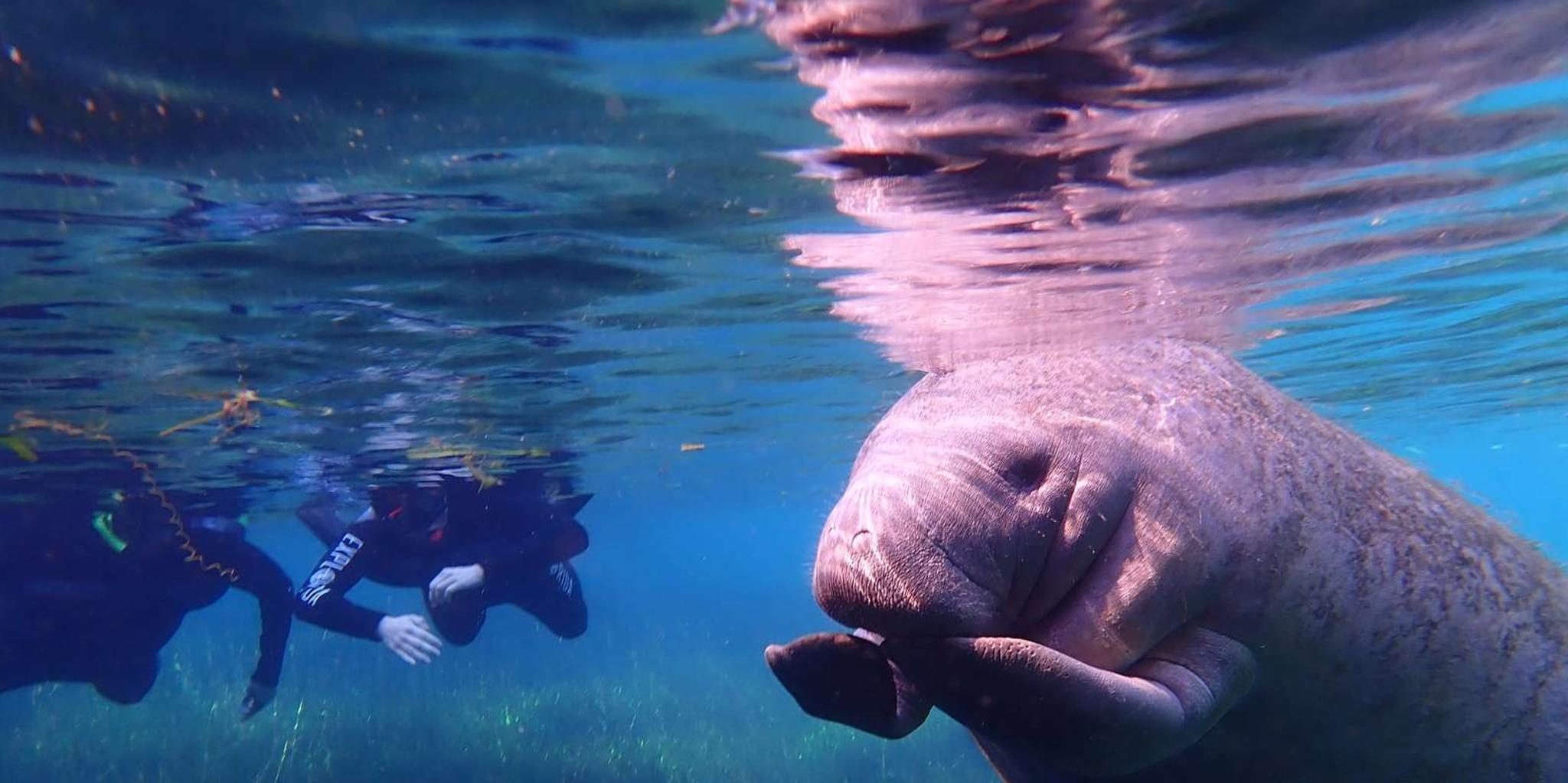 Crystal River Manatee Swim Tour with Photographer 3 hr - Image 2