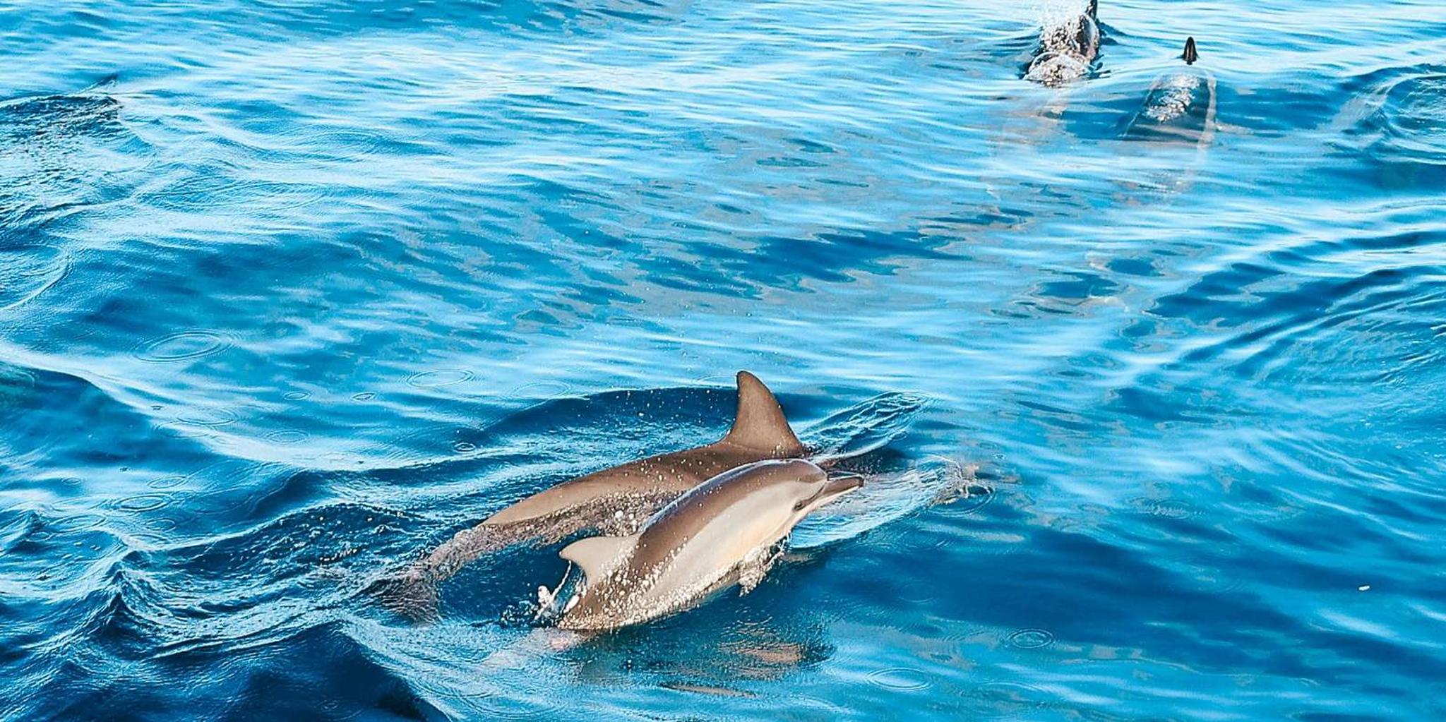 Kona Dolphin Watch and Snorkel Tour - Image 2