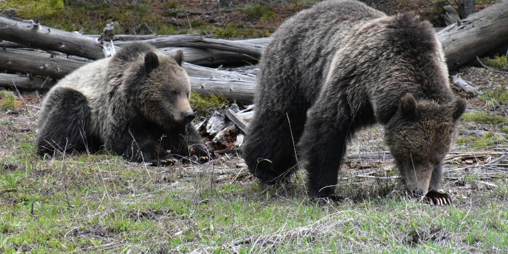 West Yellowstone Wildlife Tour