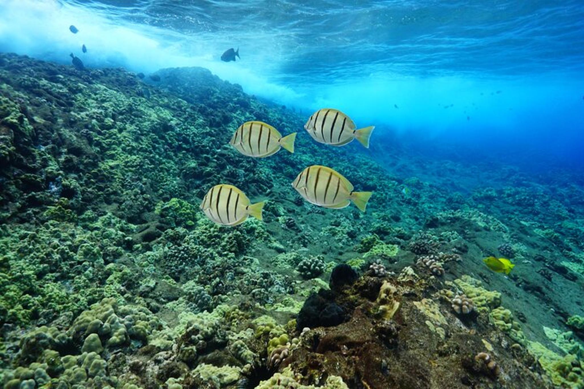 Maui Snorkel Tour: Molokini Crater and Turtle Stop - Image 5