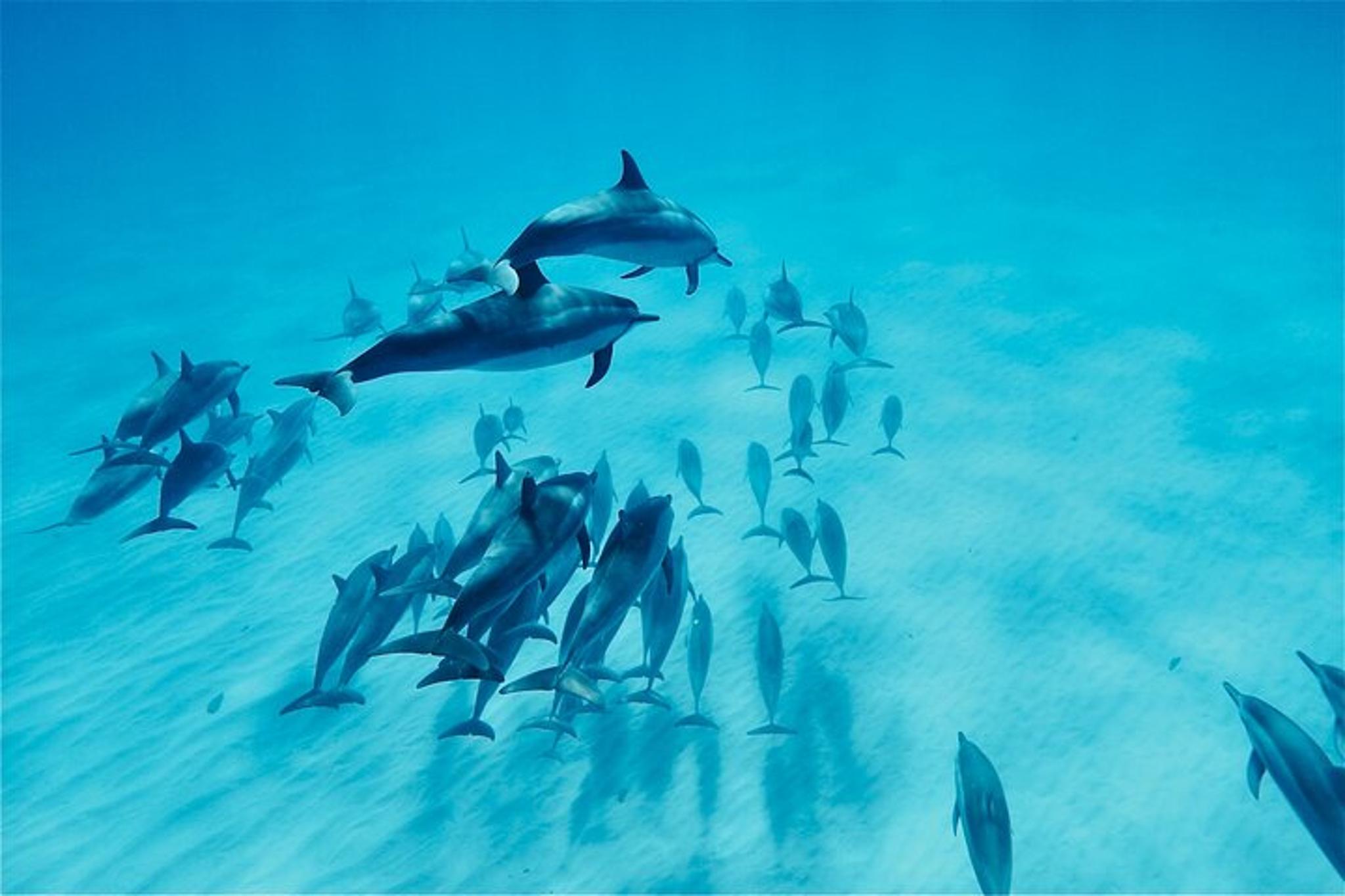 Oahu Swim with Dolphins Tour 4 hr - Image 2