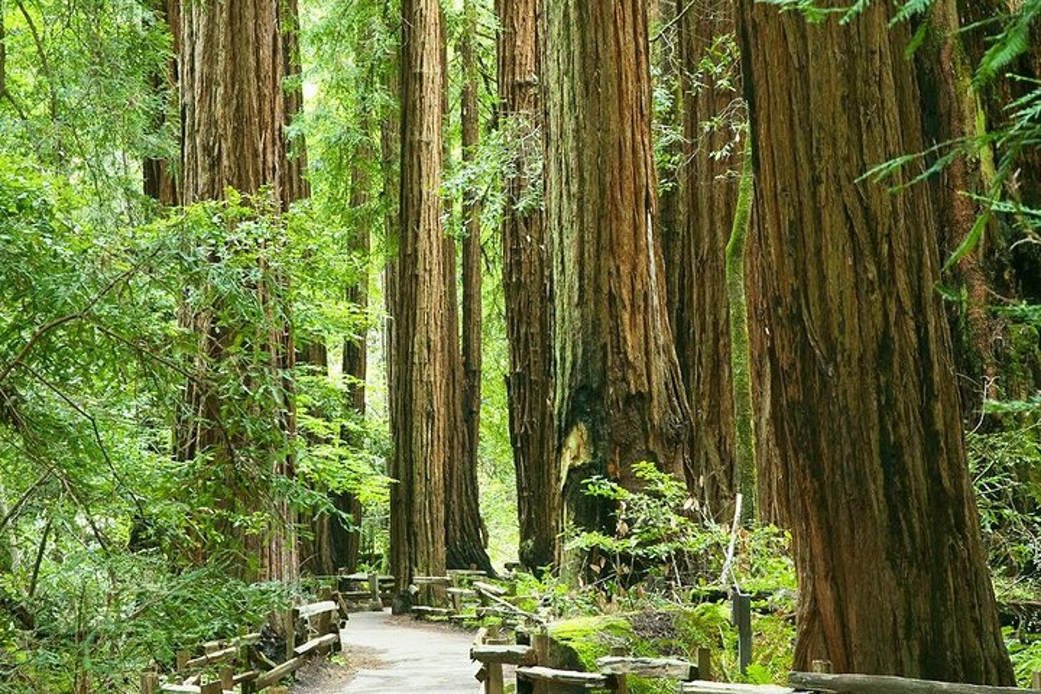 San Francisco Alcatraz and Muir Woods Tour - Image 4