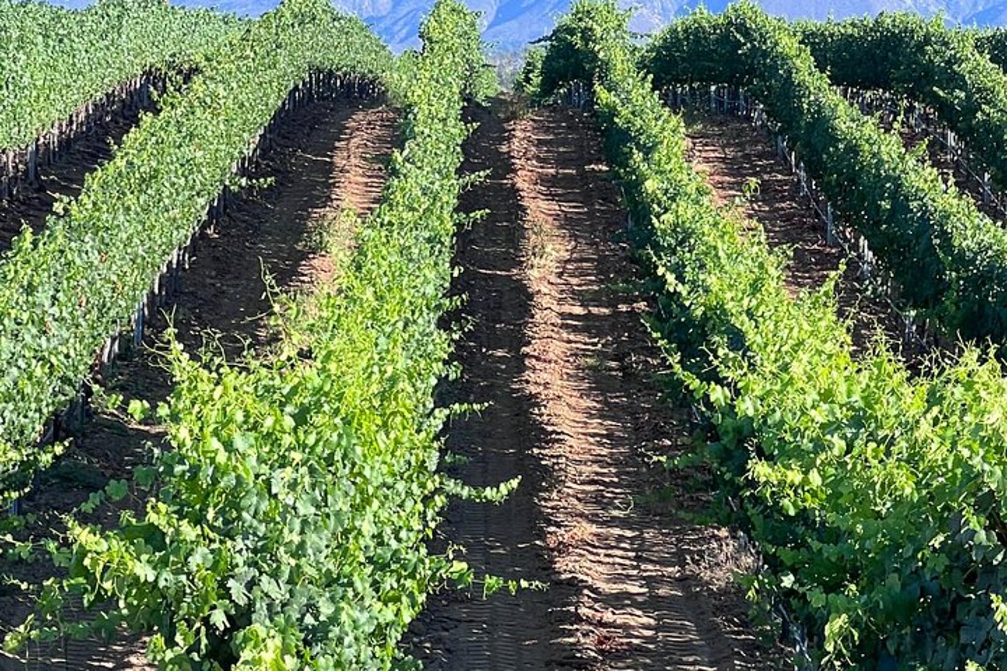 Temecula Wine Tour from Murrieta - Image 5