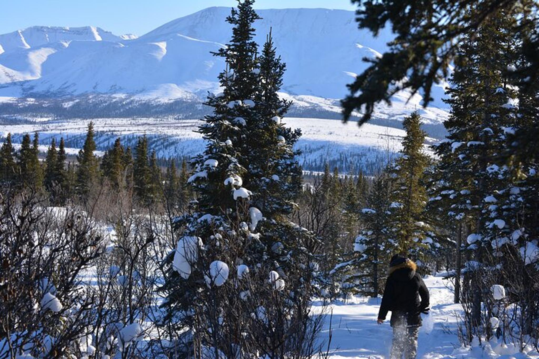 Fairbanks Denali Winter Drive 10 Hours - Image 6