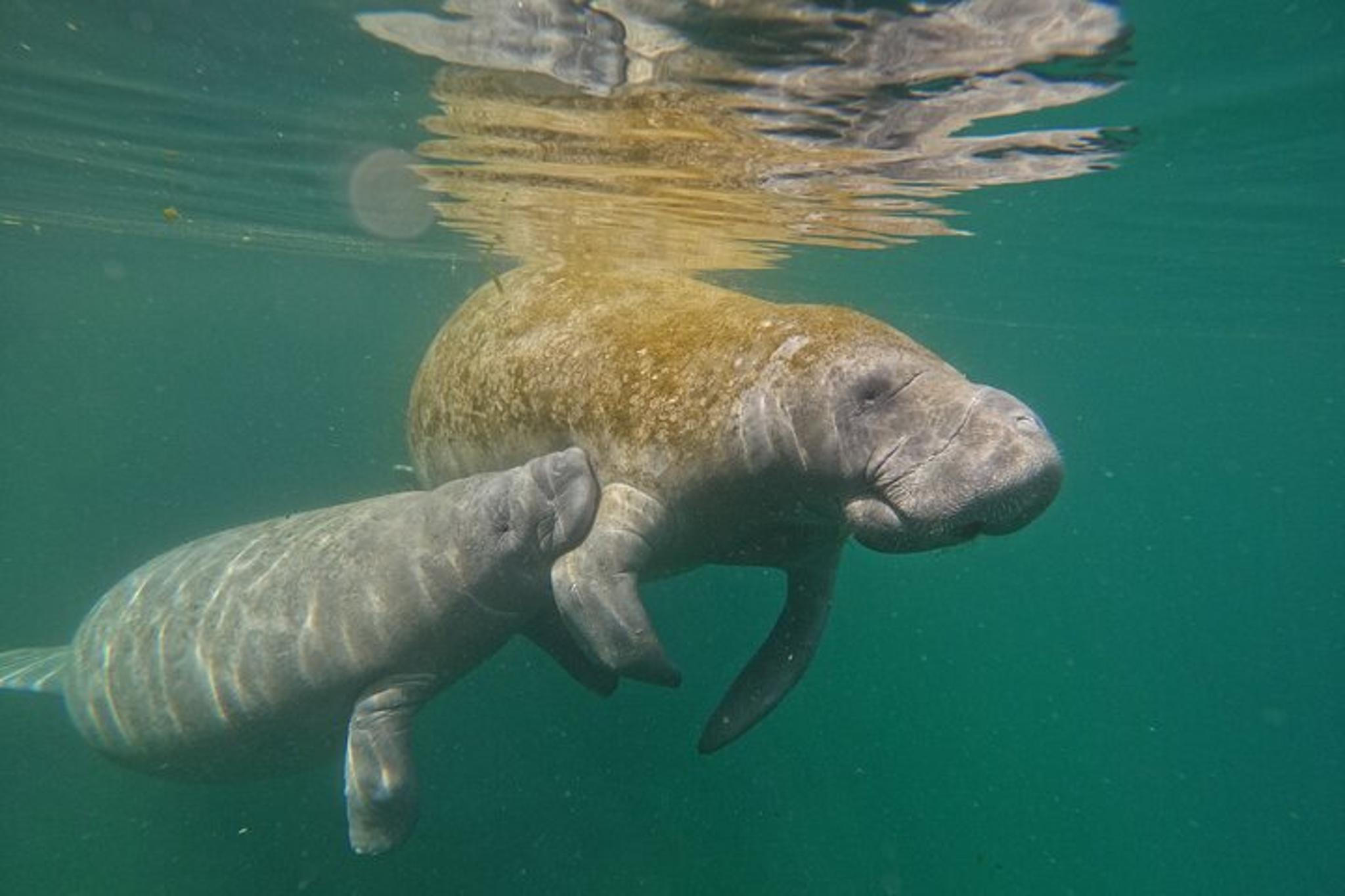 Crystal River Manatee Swim Tour with Photos - Image 2