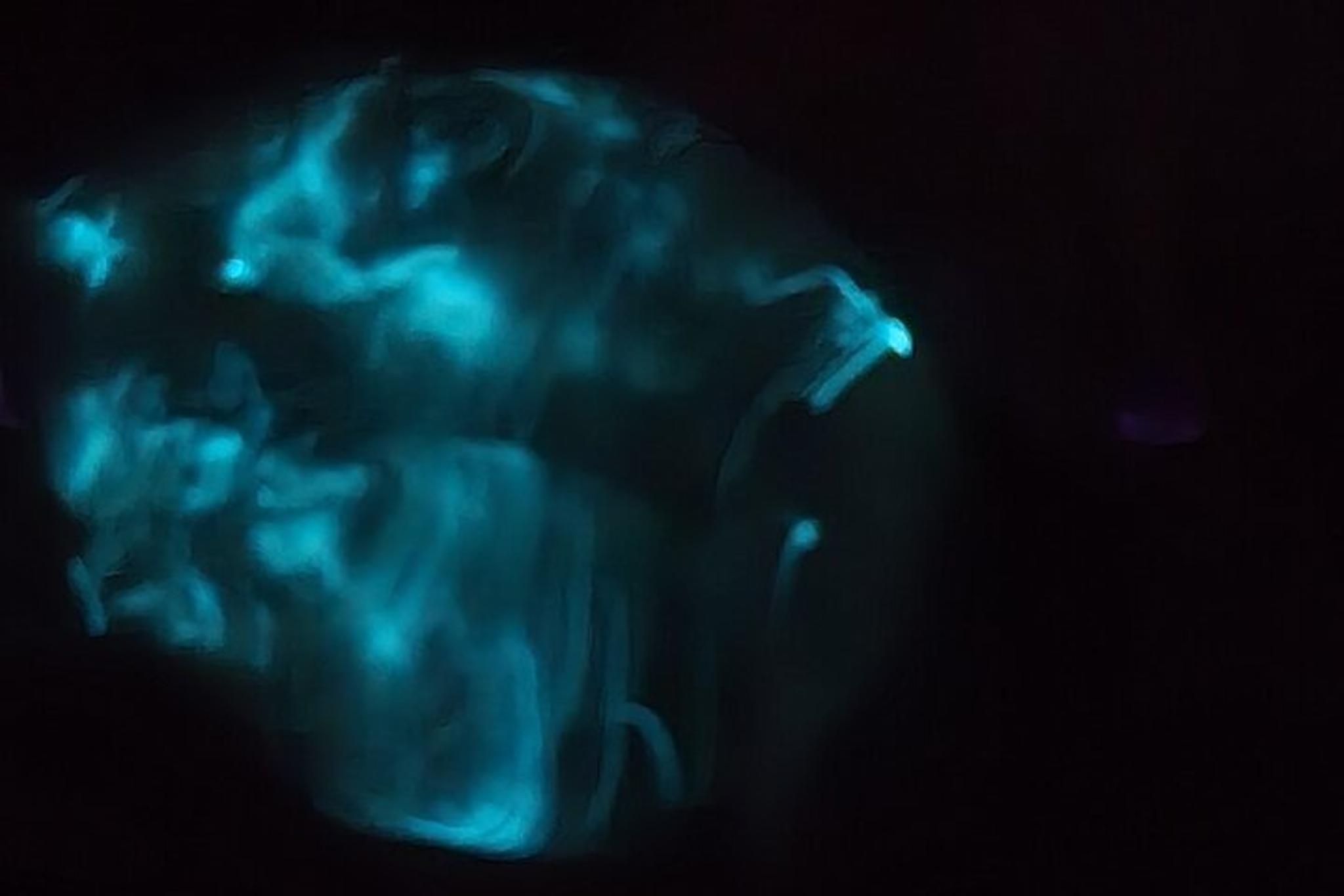 Titusville Bioluminescence Clear Kayak Tour - Image 6