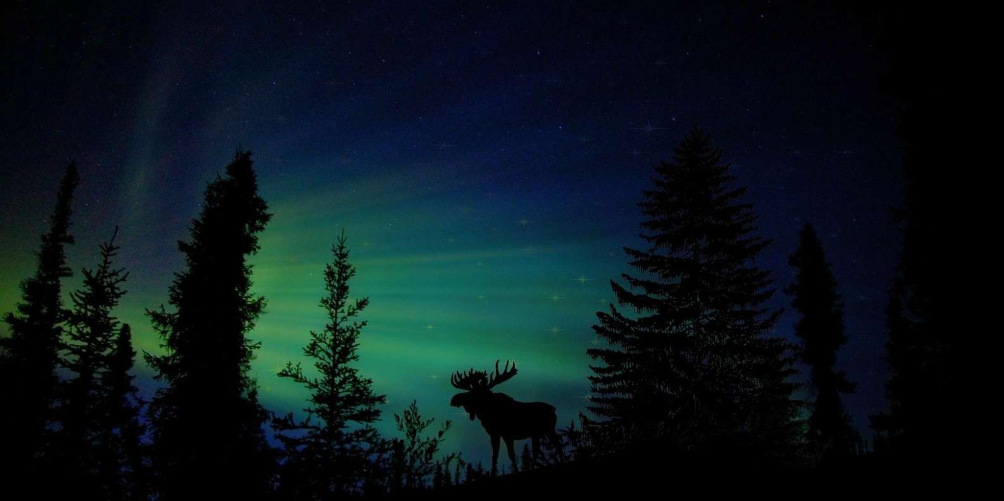 Fairbanks Northern Lights and Arctic Circle Tour - Image 2