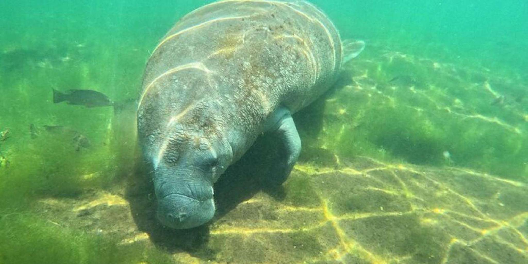 Crystal River Manatee Snorkel Tour 4 hr - Image 5