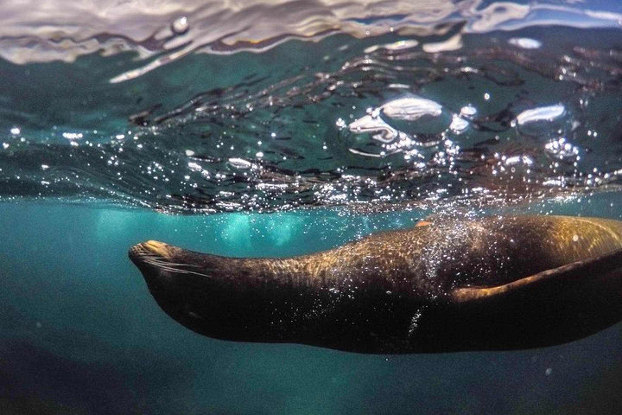La Jolla Snorkeling Adventure 75 Min - Image 4