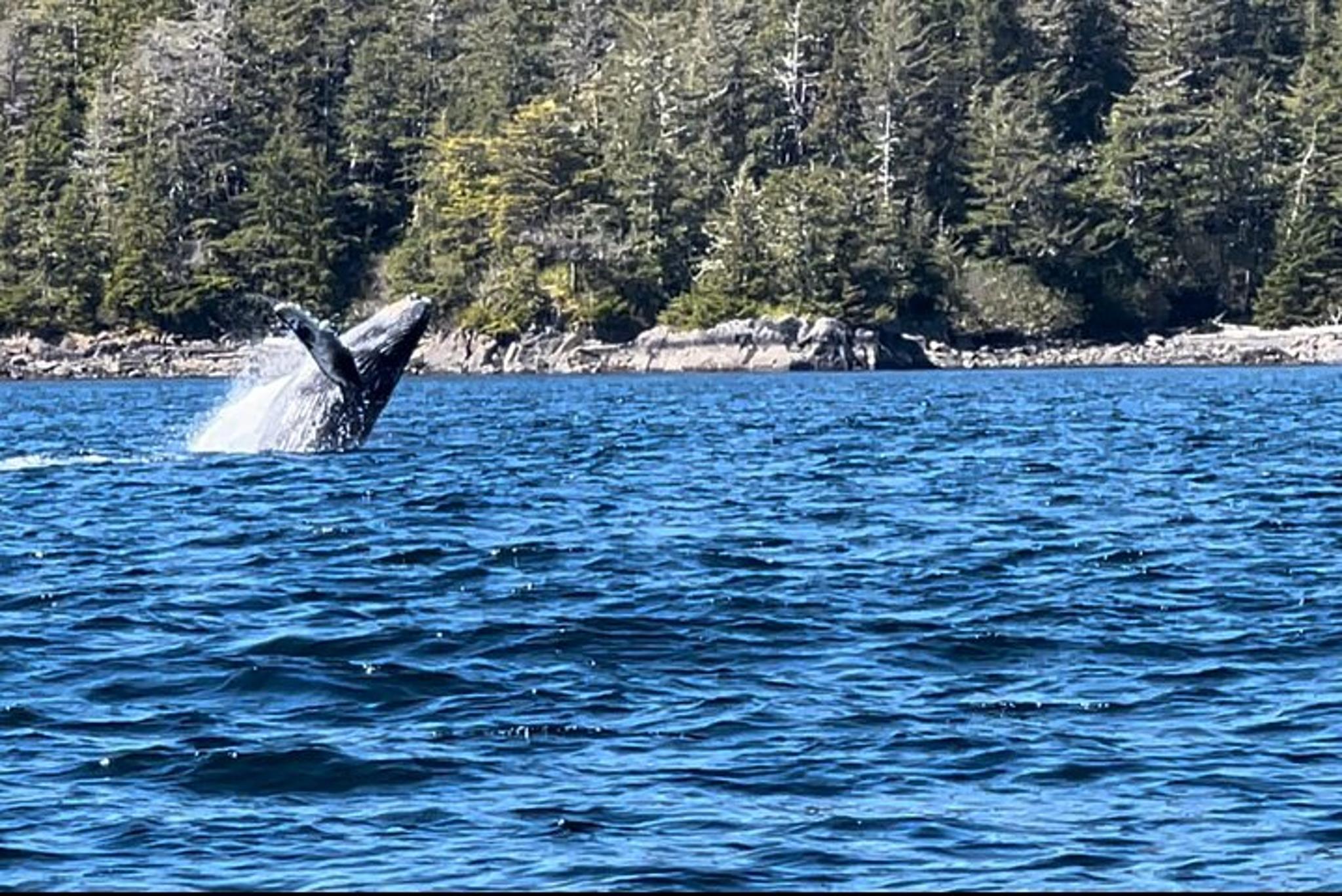 Sitka Private Island Experience - Image 4
