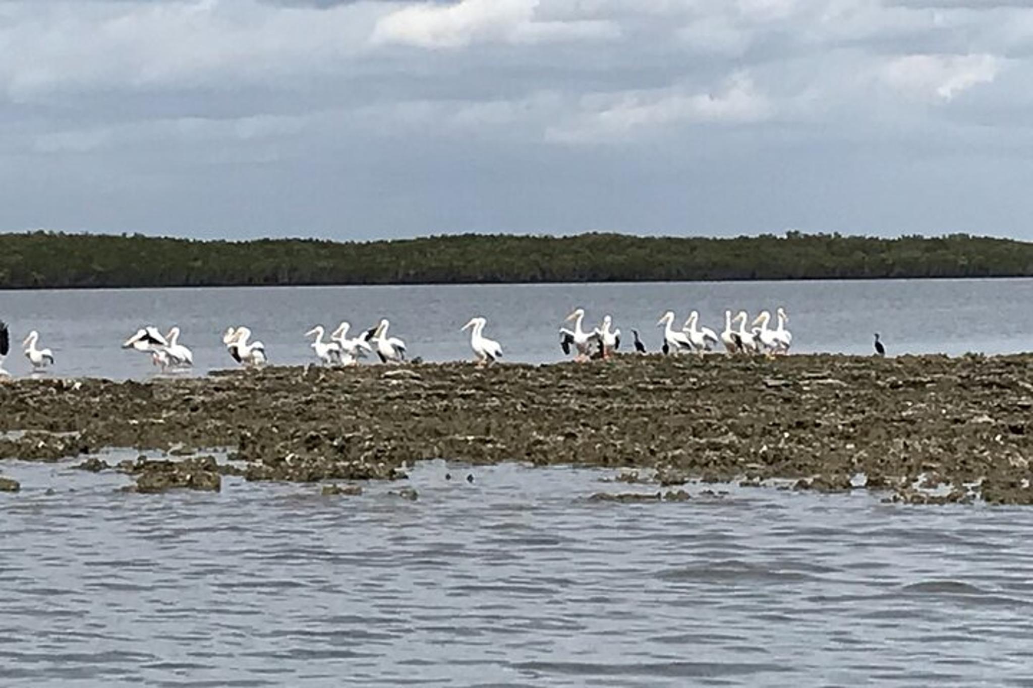 Homosassa Airboat Tour - Image 5