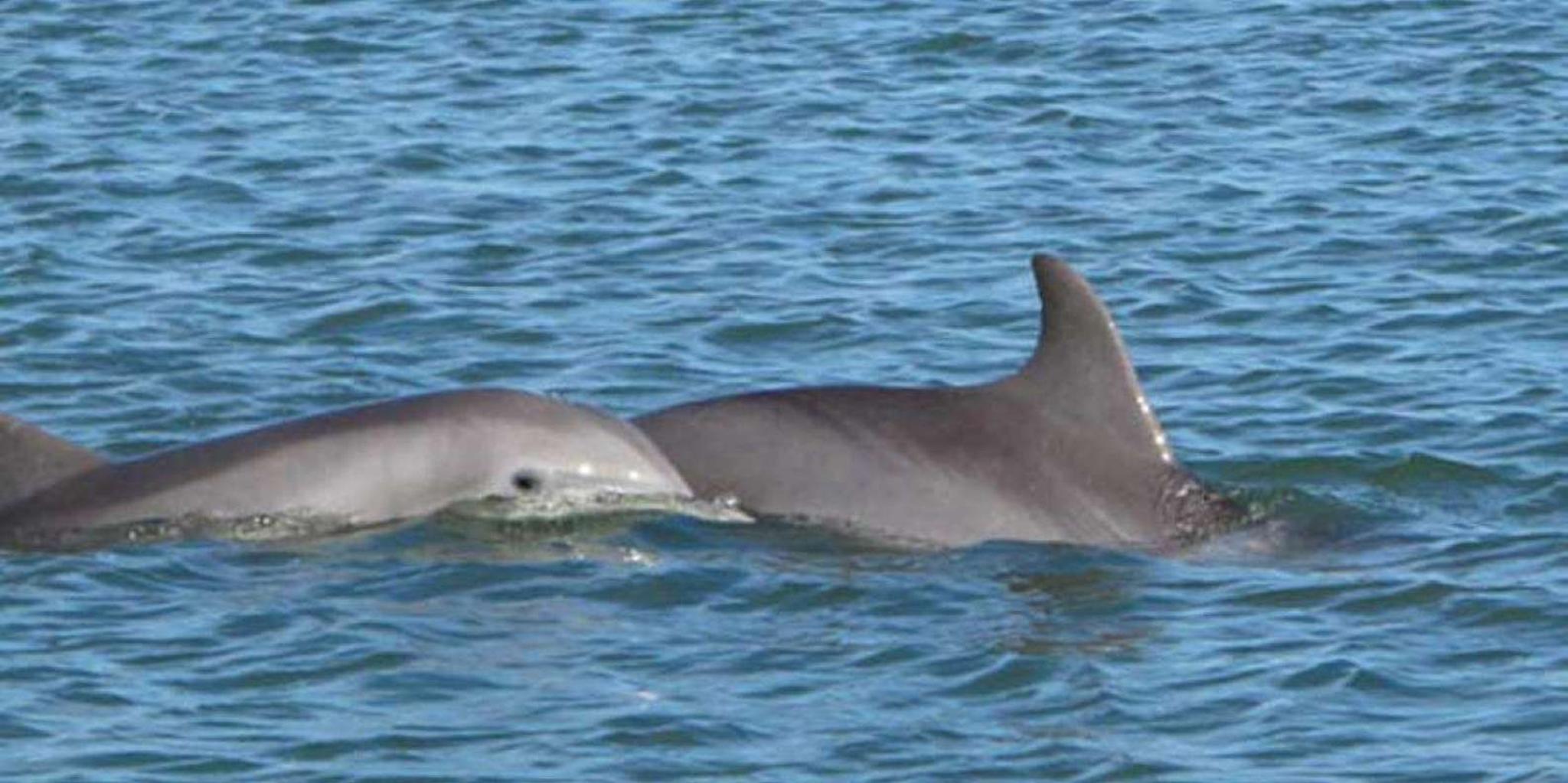 Charleston Sunset Schooner Sail - Image 5