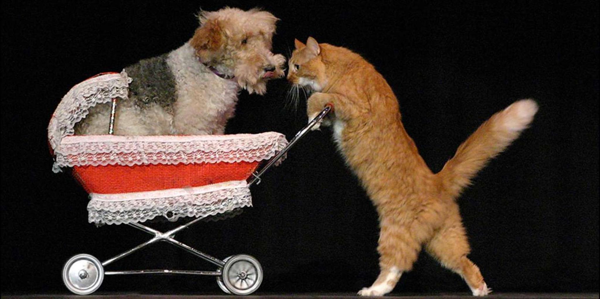 Las Vegas Comedy Pet Theater - Image 6