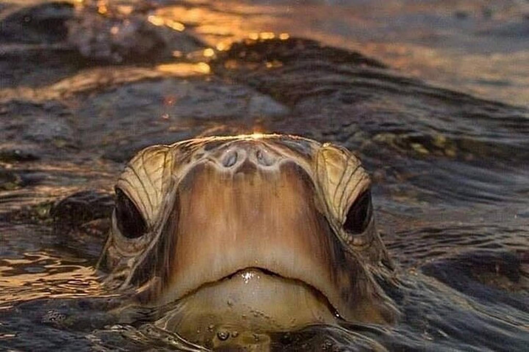 North Shore Waterfalls and Turtles Tour - Image 1