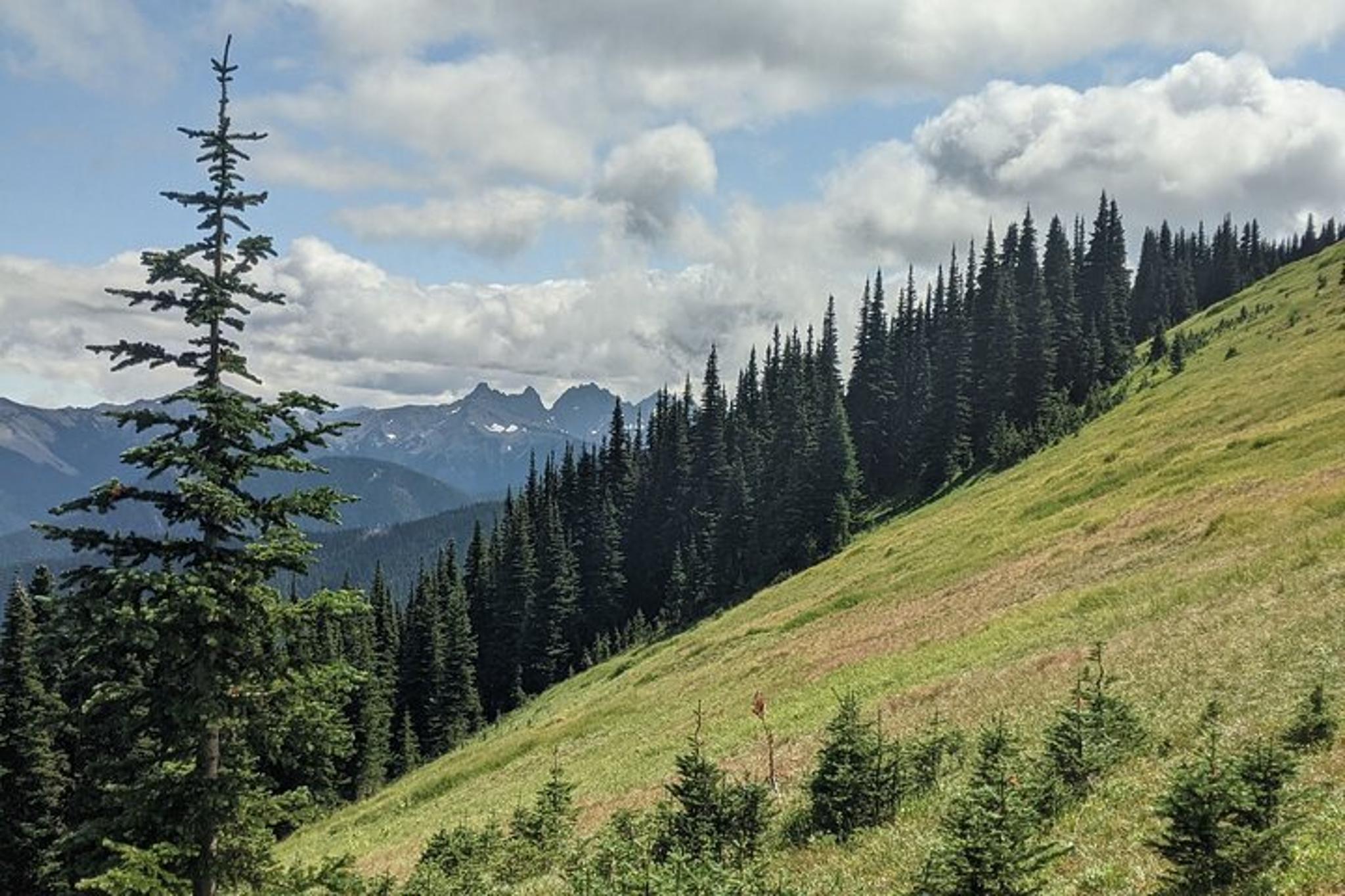 Olympic National Park Maiden Peak Day Hike - Image 2