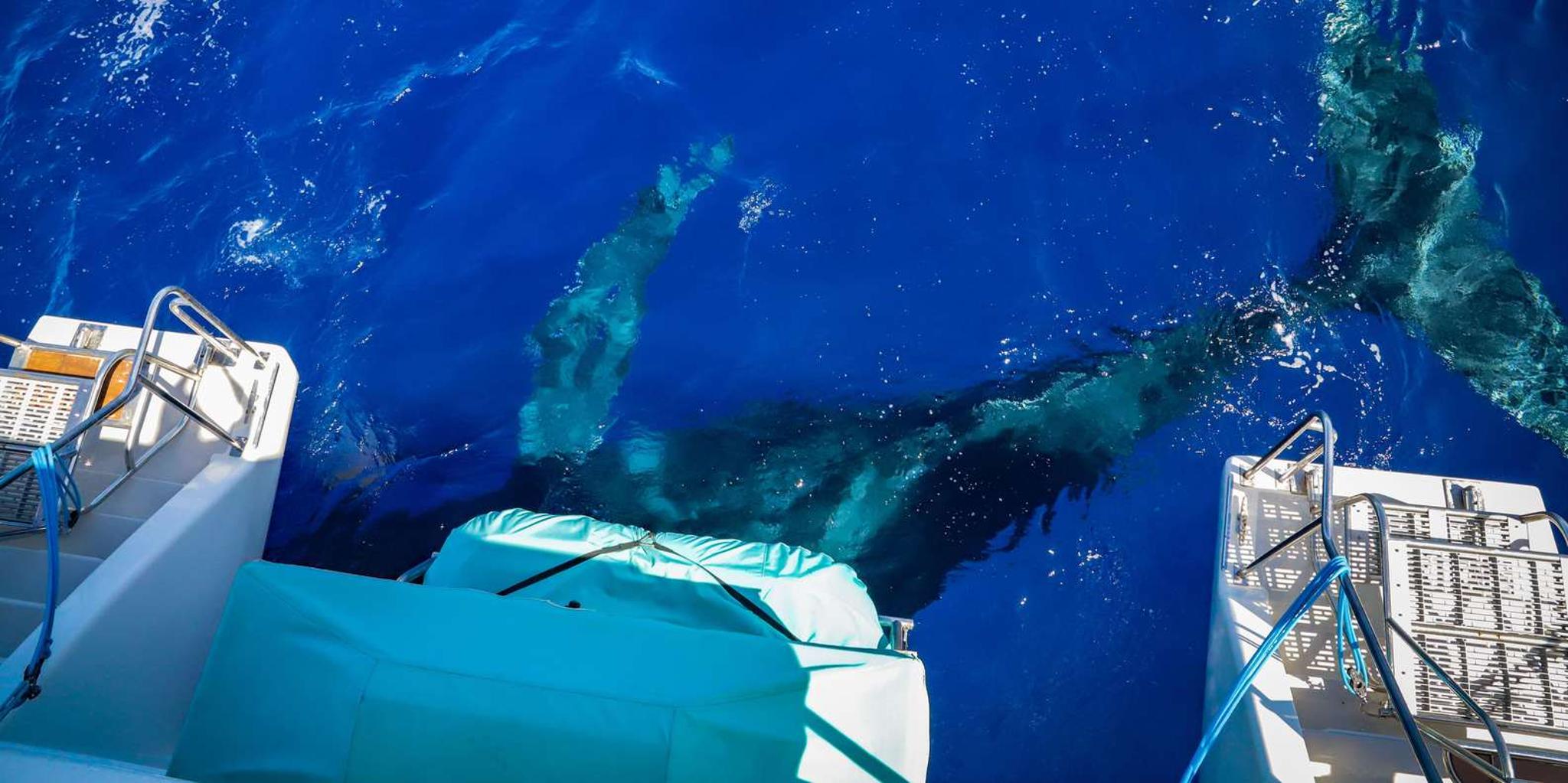 Maui Whale Watching Cruise on Sailboat - Image 4