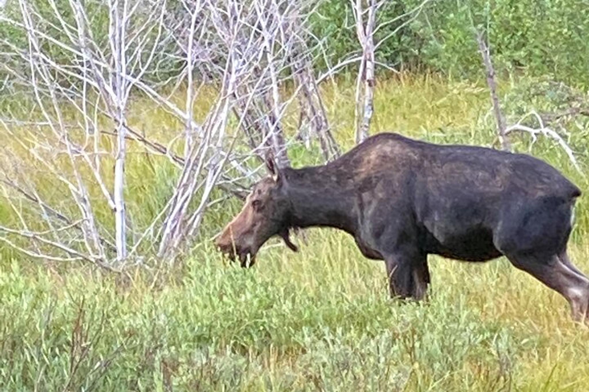Grand Teton National Park Private Tour with Picnic Lunch - Image 3