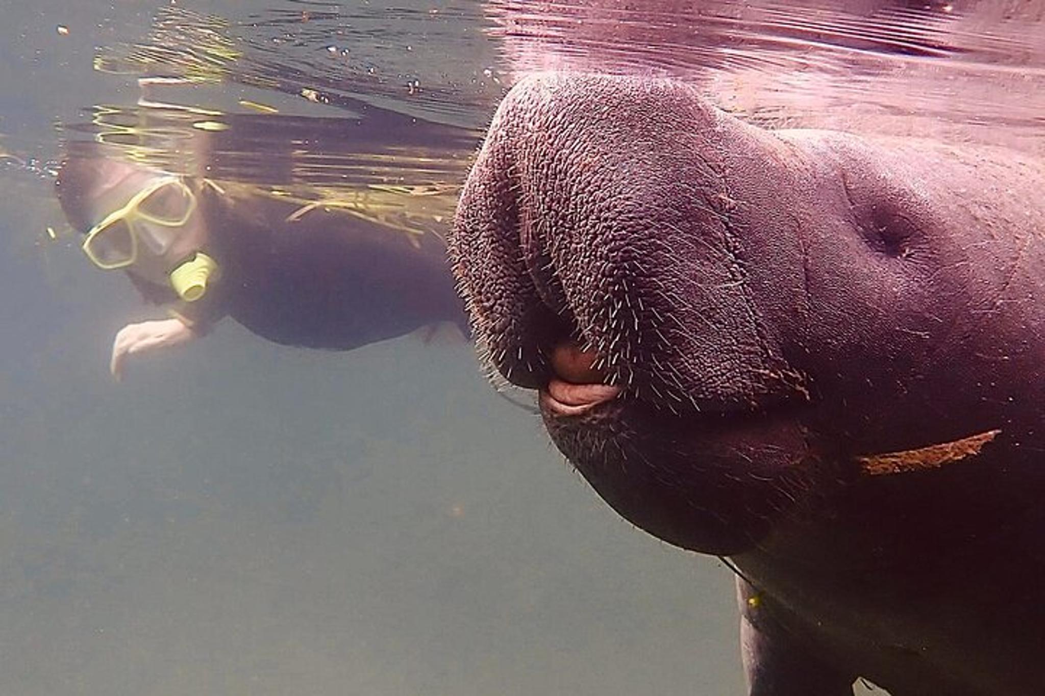Crystal River Swim and Snorkel with Manatees - Image 5